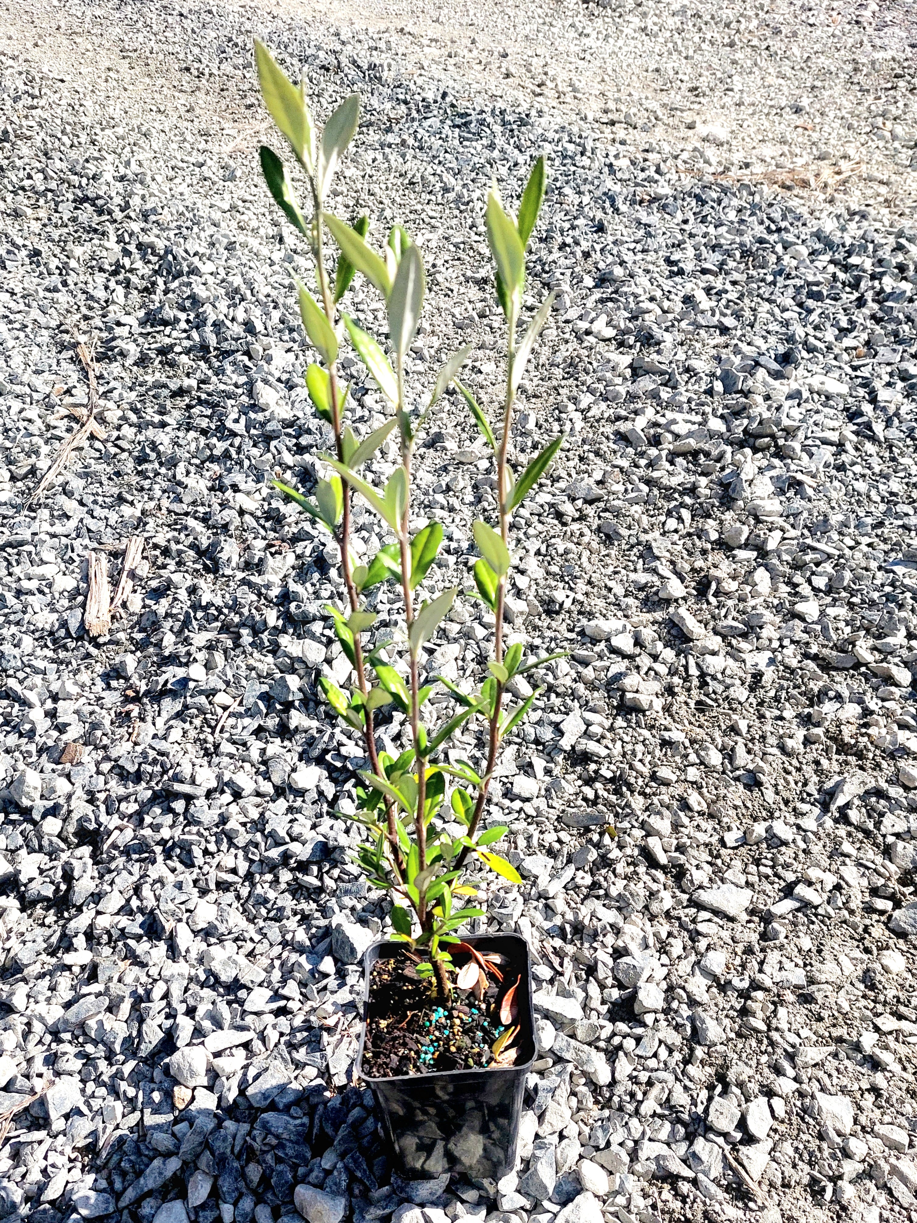 Corokia &