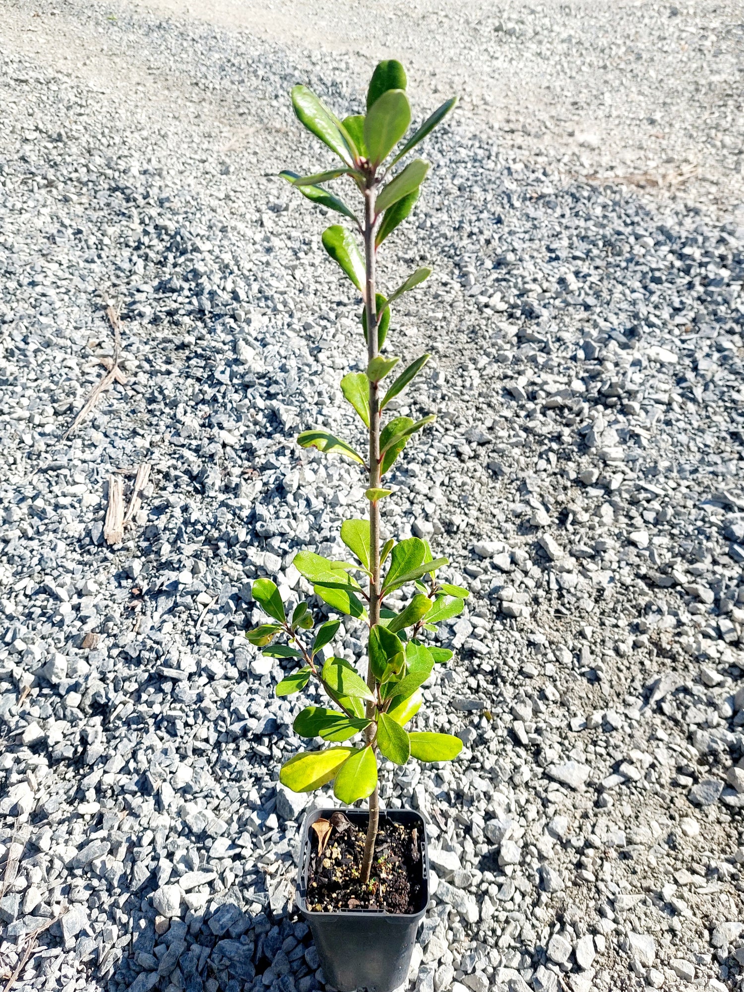 Karo, Pittosporum crassifolium