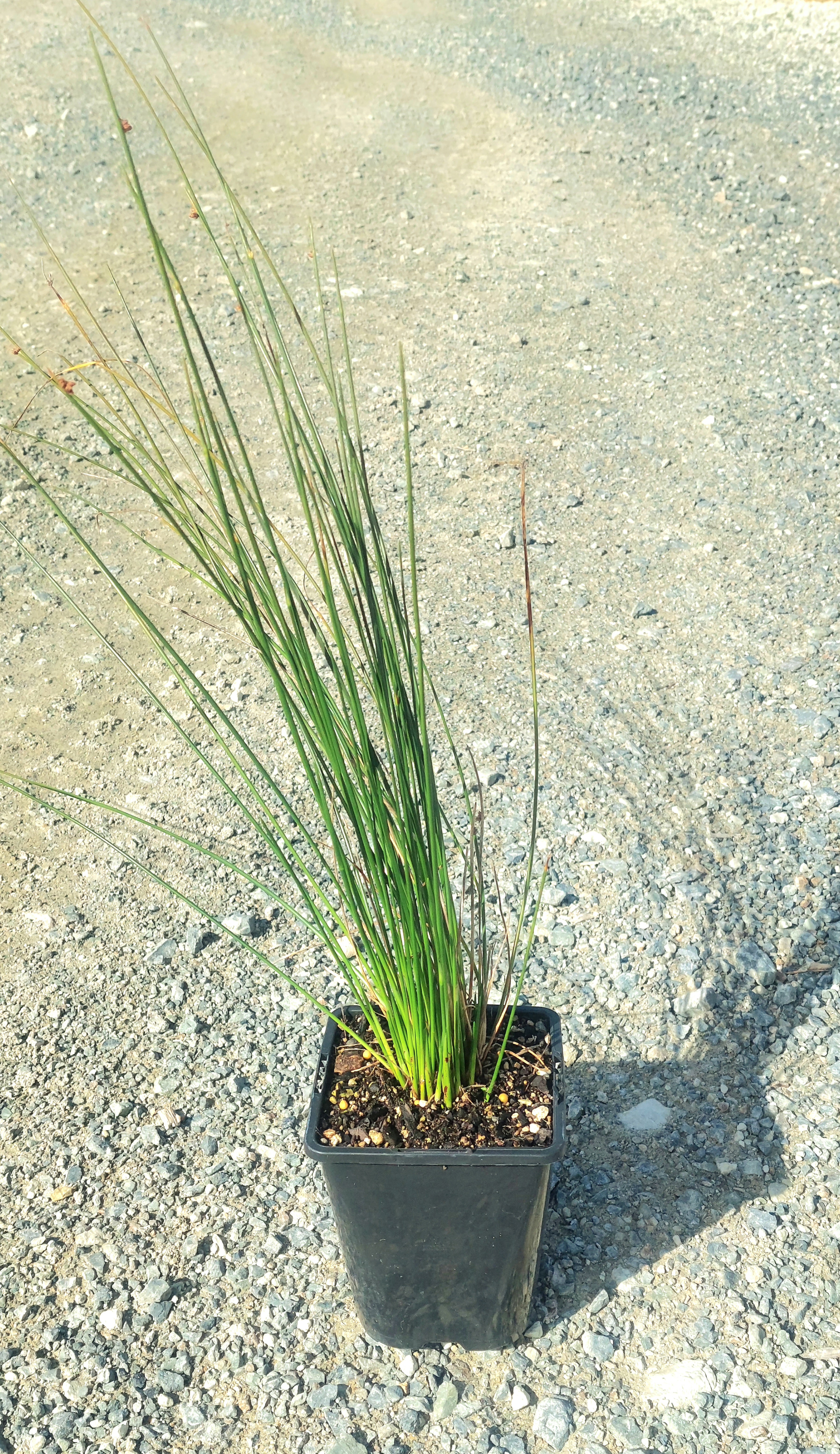 Wiwi, Knobby Club Rush, Ficinia nodosa