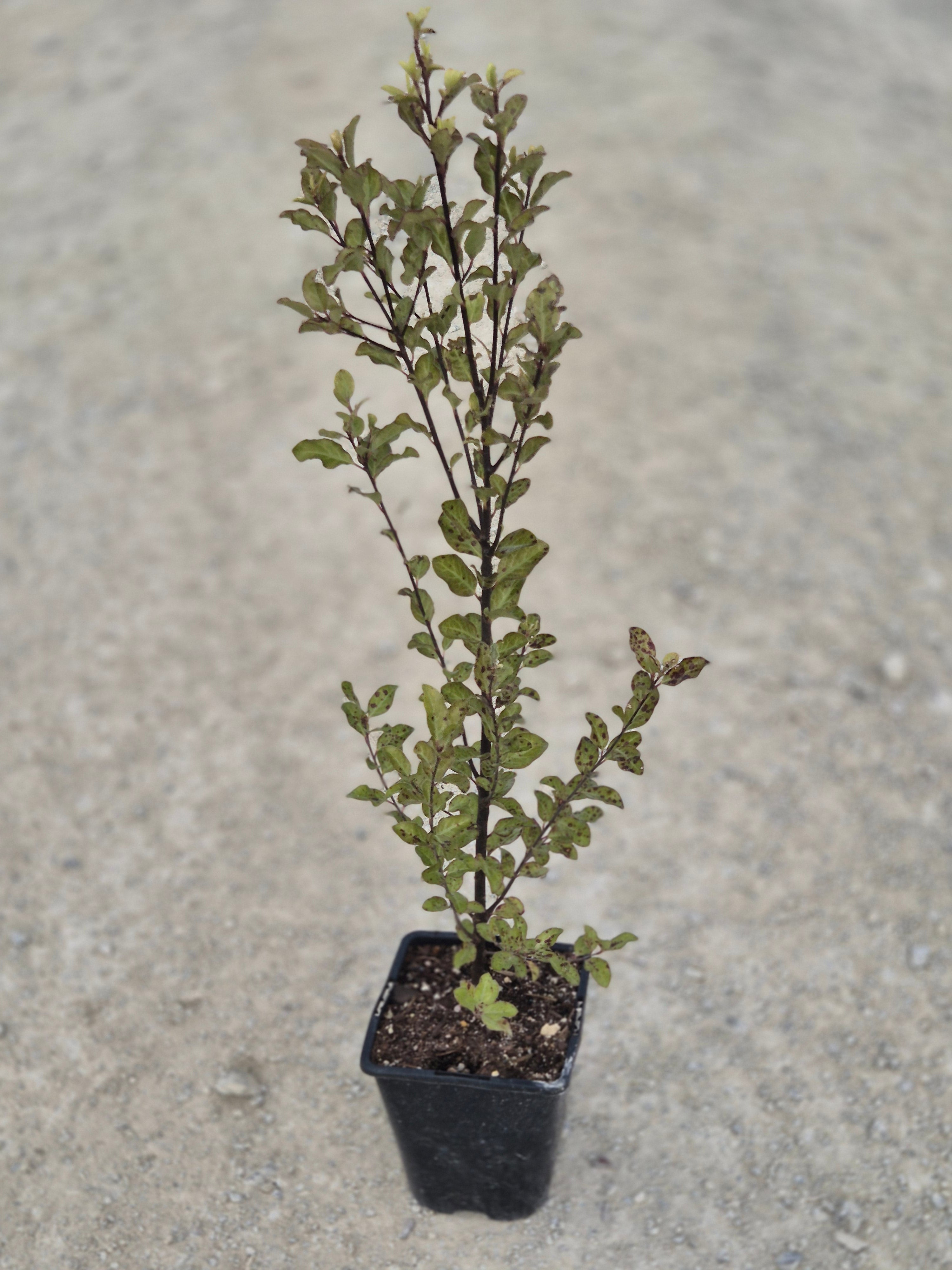 Kōhūhū, Black Matipo, Pittosporum tenuifolium