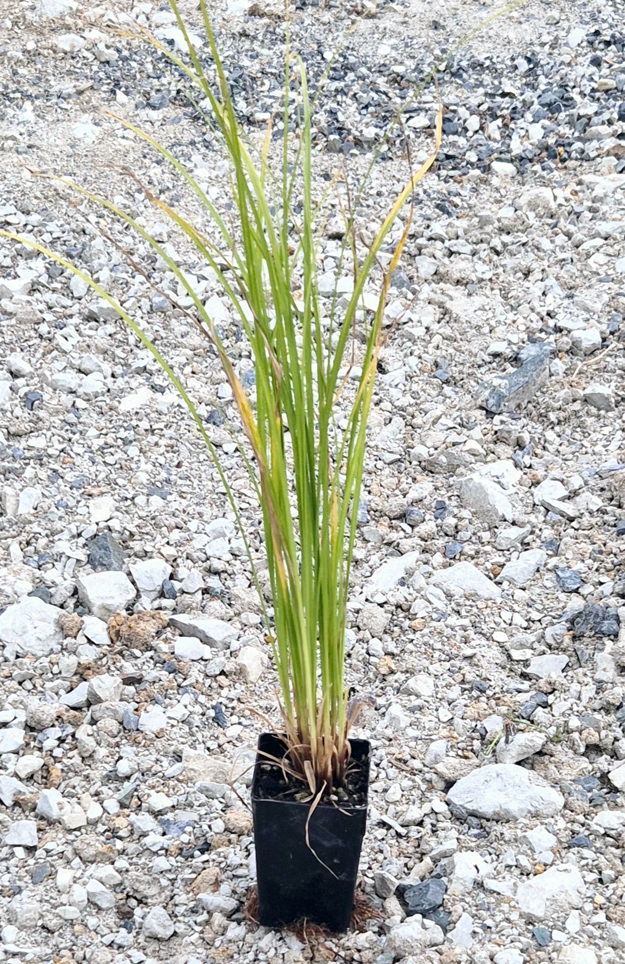 Carex testacea Green