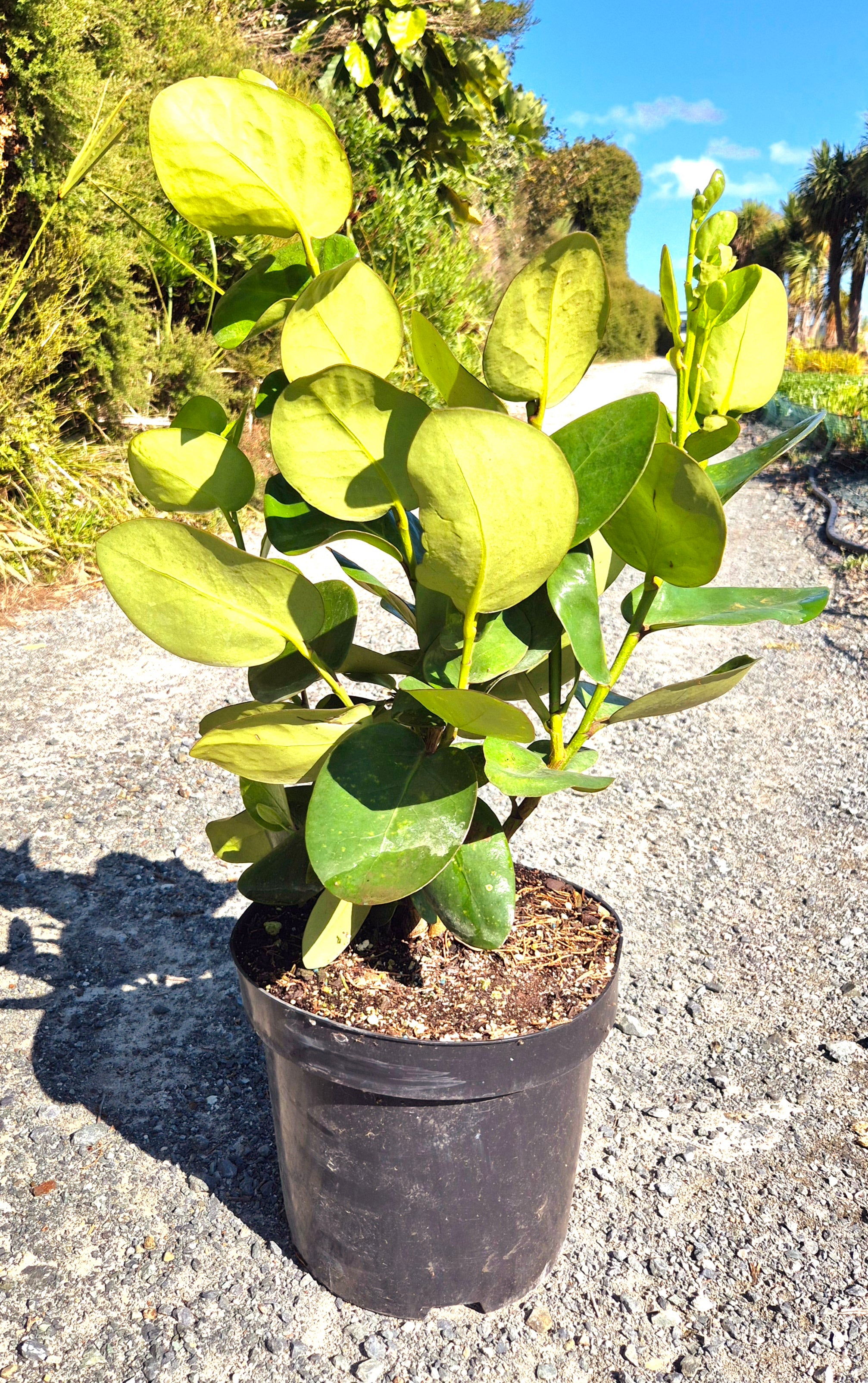 Akapuka, Griselinia lucida