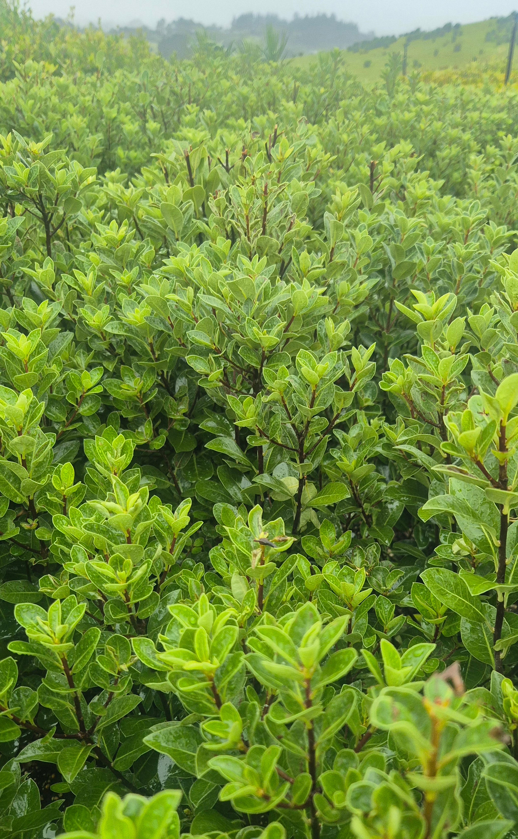 Pittosporum Stephens Island