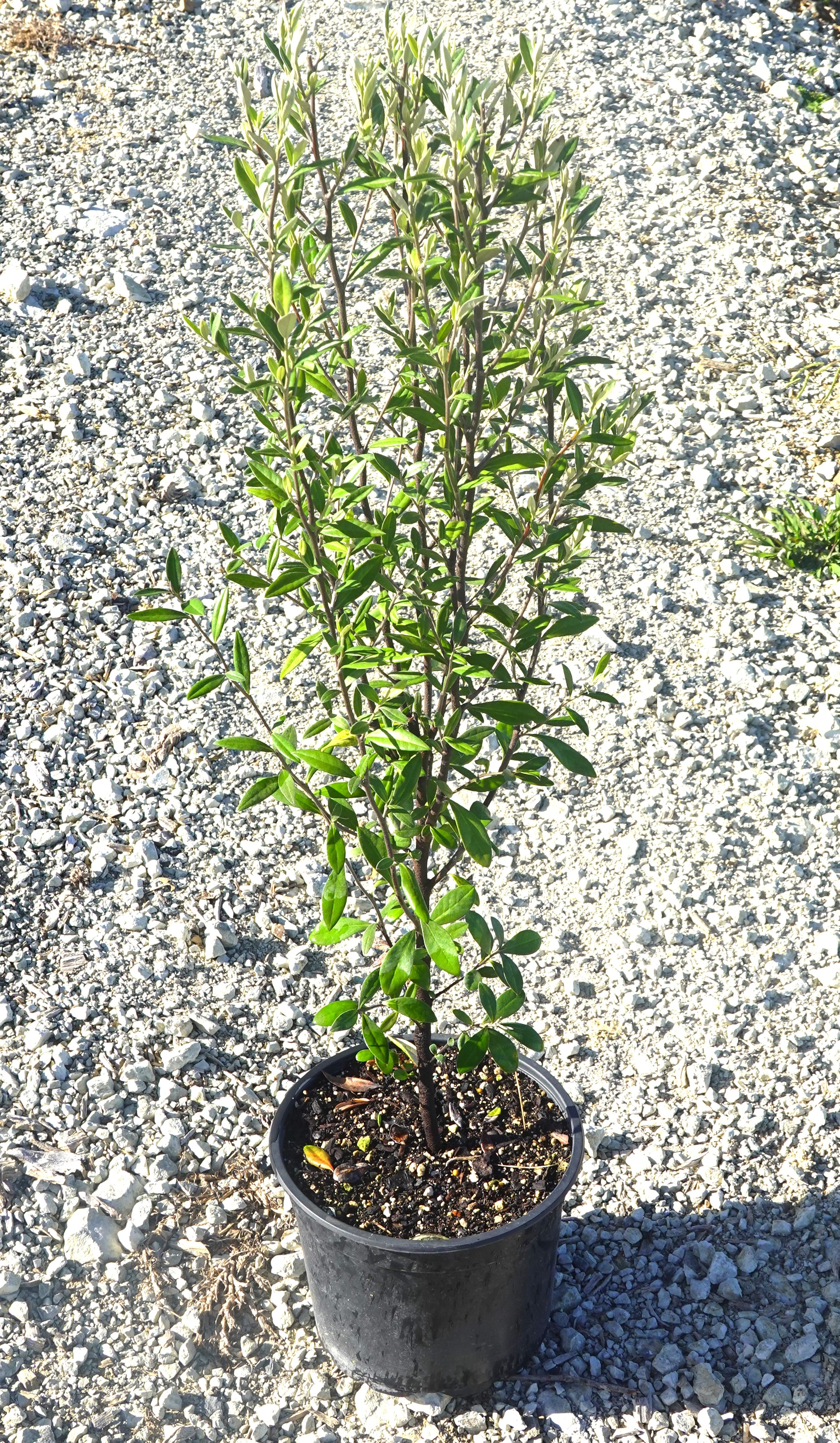 Corokia &