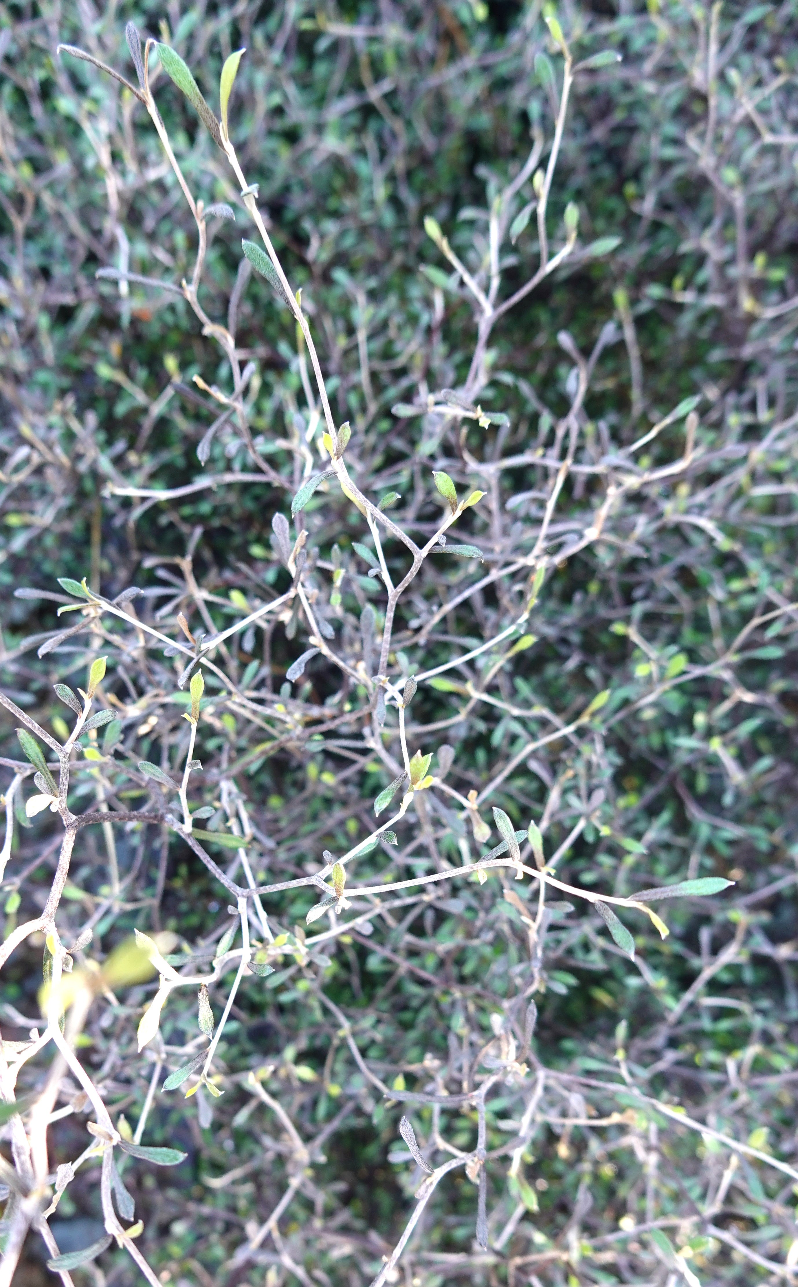 Korokia, Corokia cotoneaster