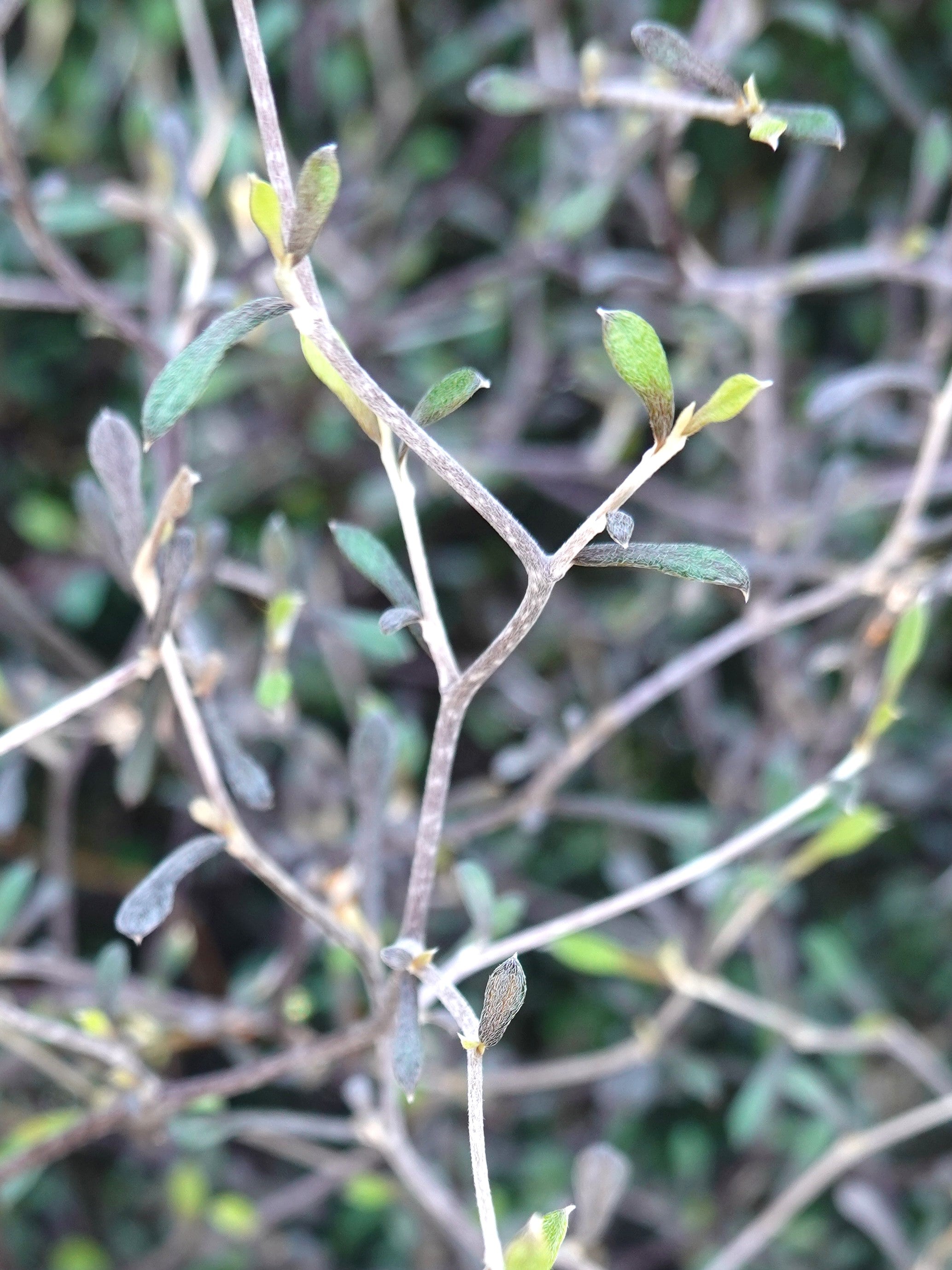 Korokia, Corokia cotoneaster