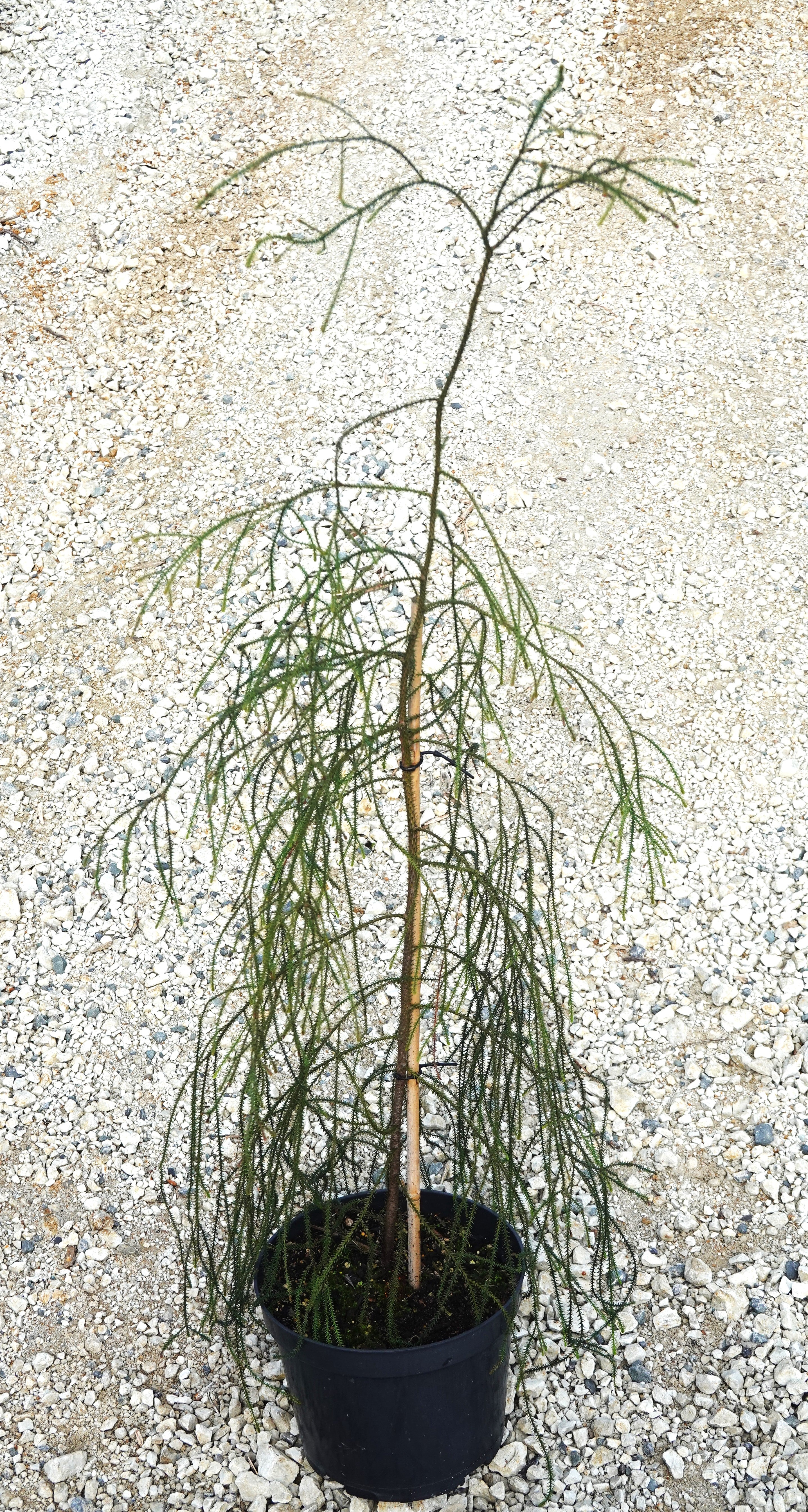 Rimu, Dacrydium cupressinum