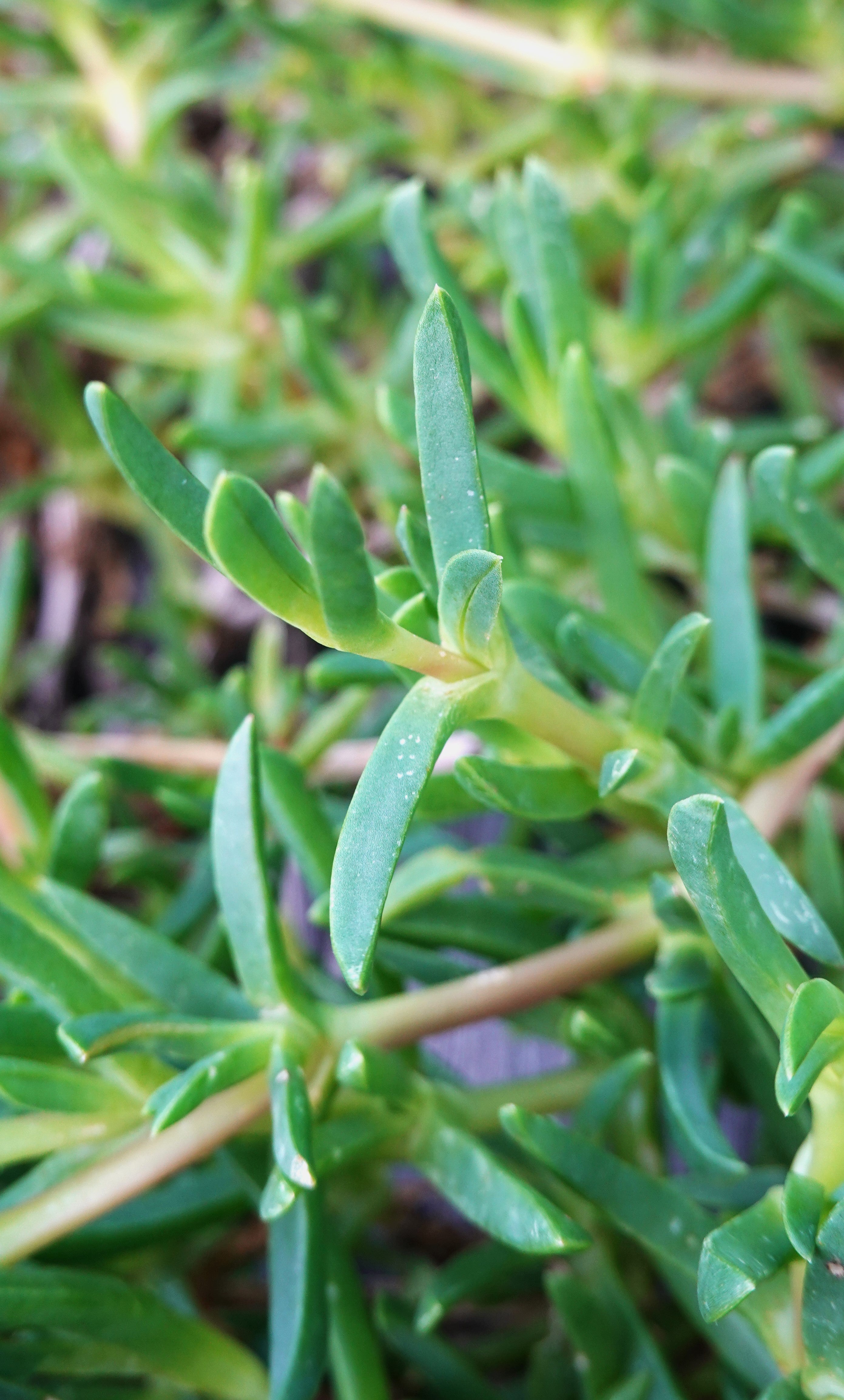 Native Ice Plant, Disphyma australe