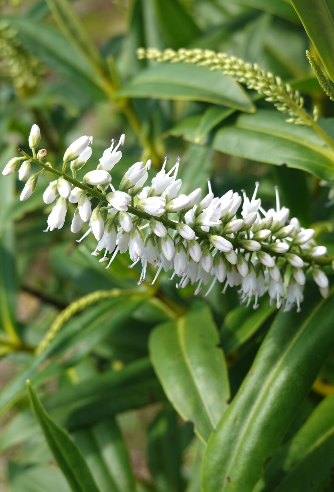 Hebe macrocarpa
