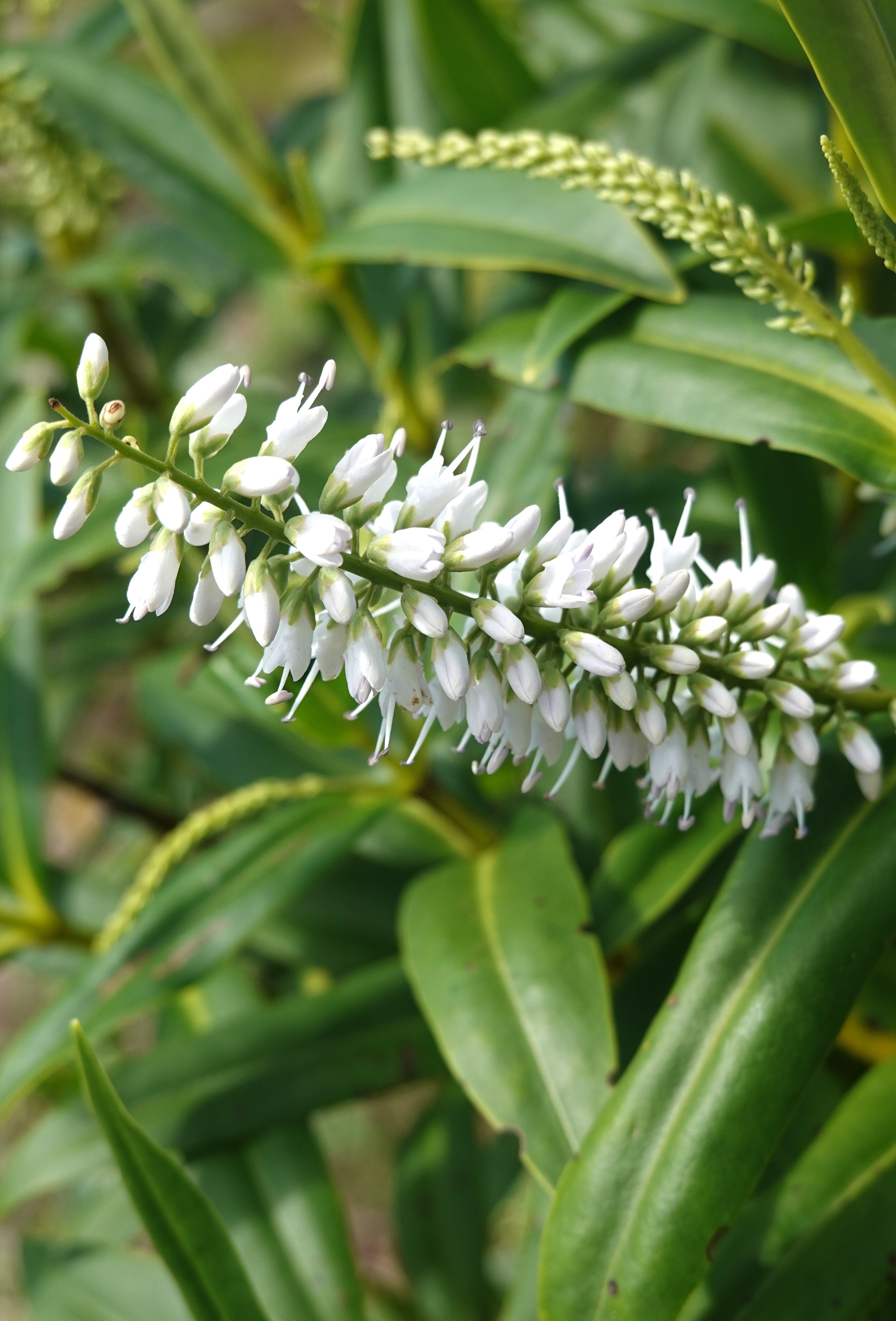 Hebe macrocarpa