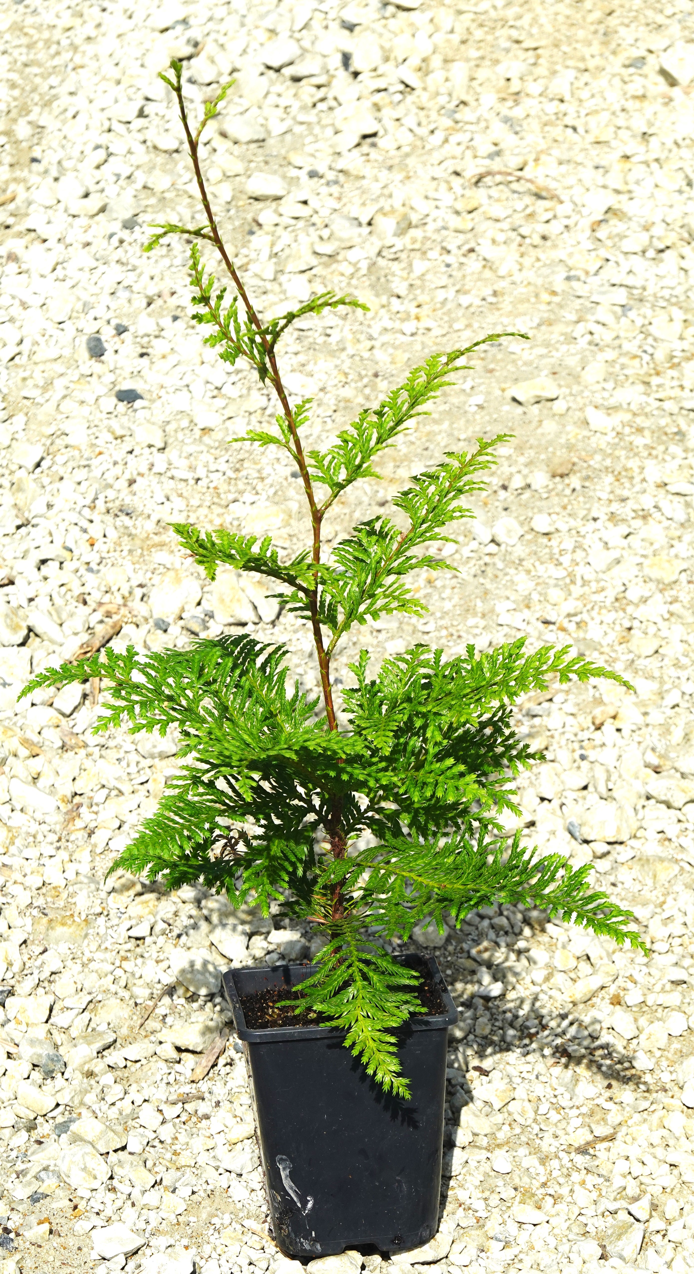 Kawaka, Libocedrus plumosa