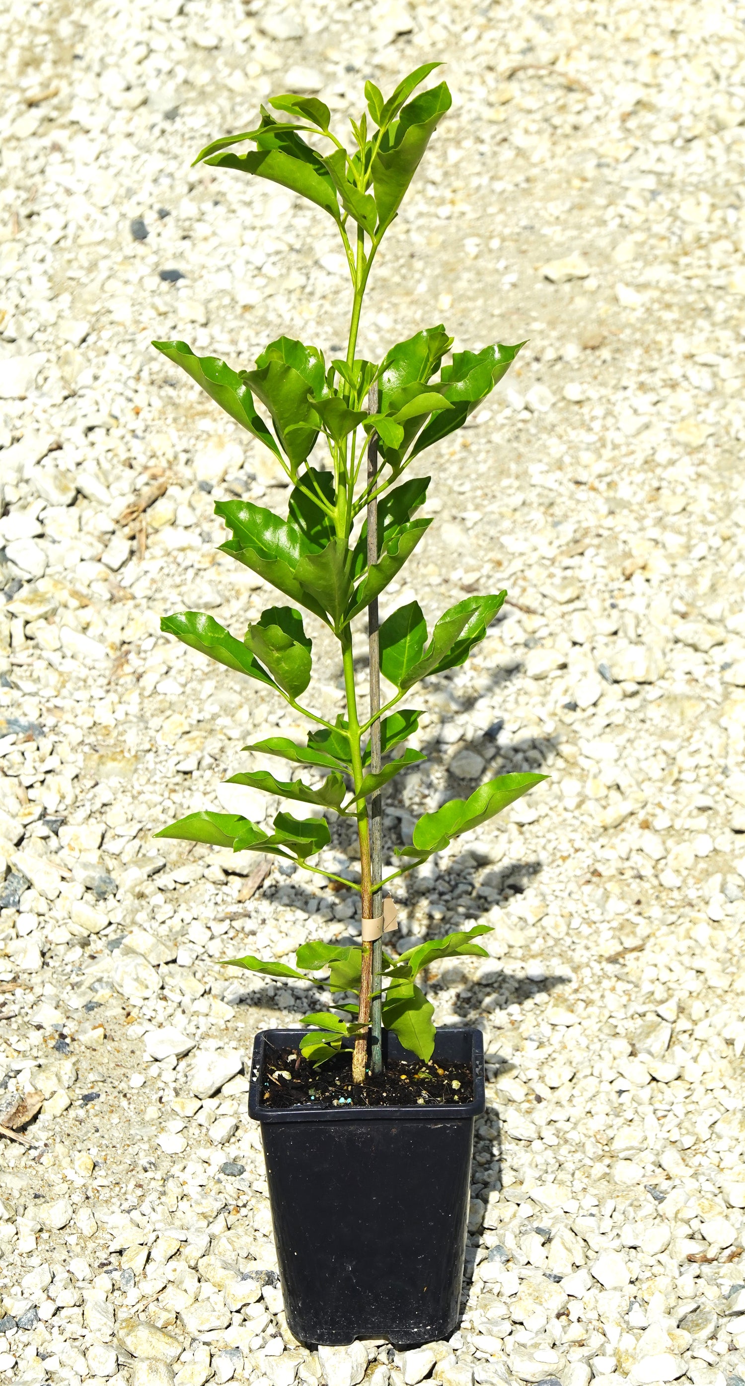 Whārangi, Melicope ternata