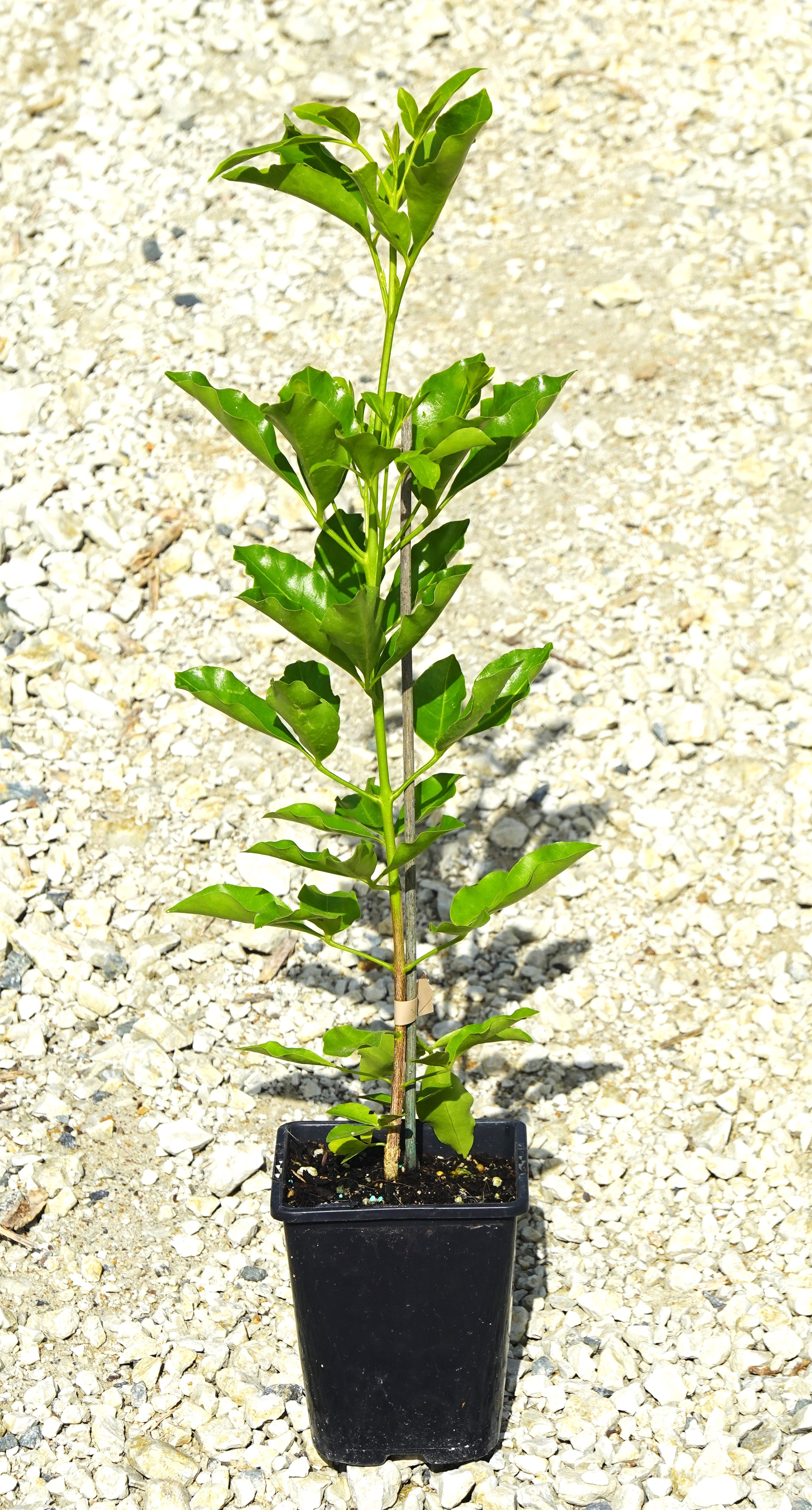 Whārangi, Melicope ternata