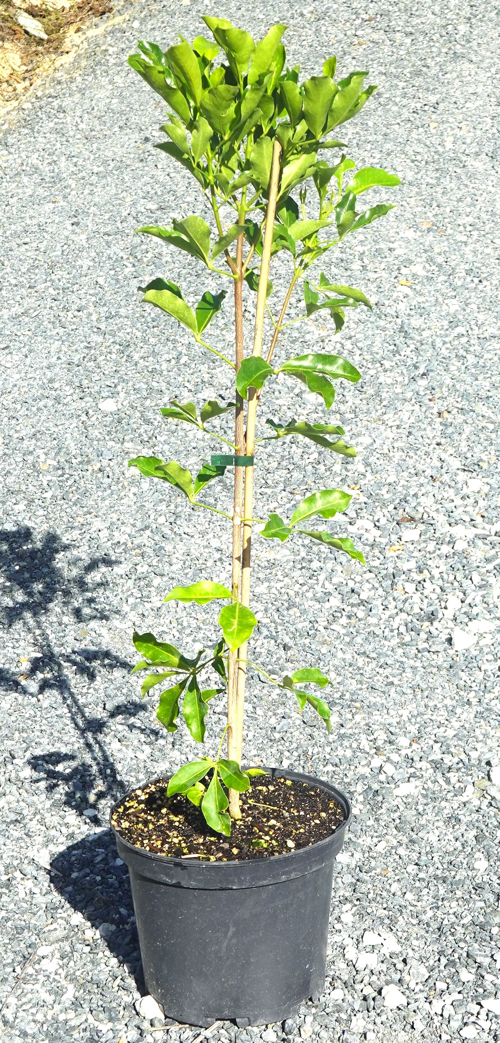 Whārangi, Melicope ternata