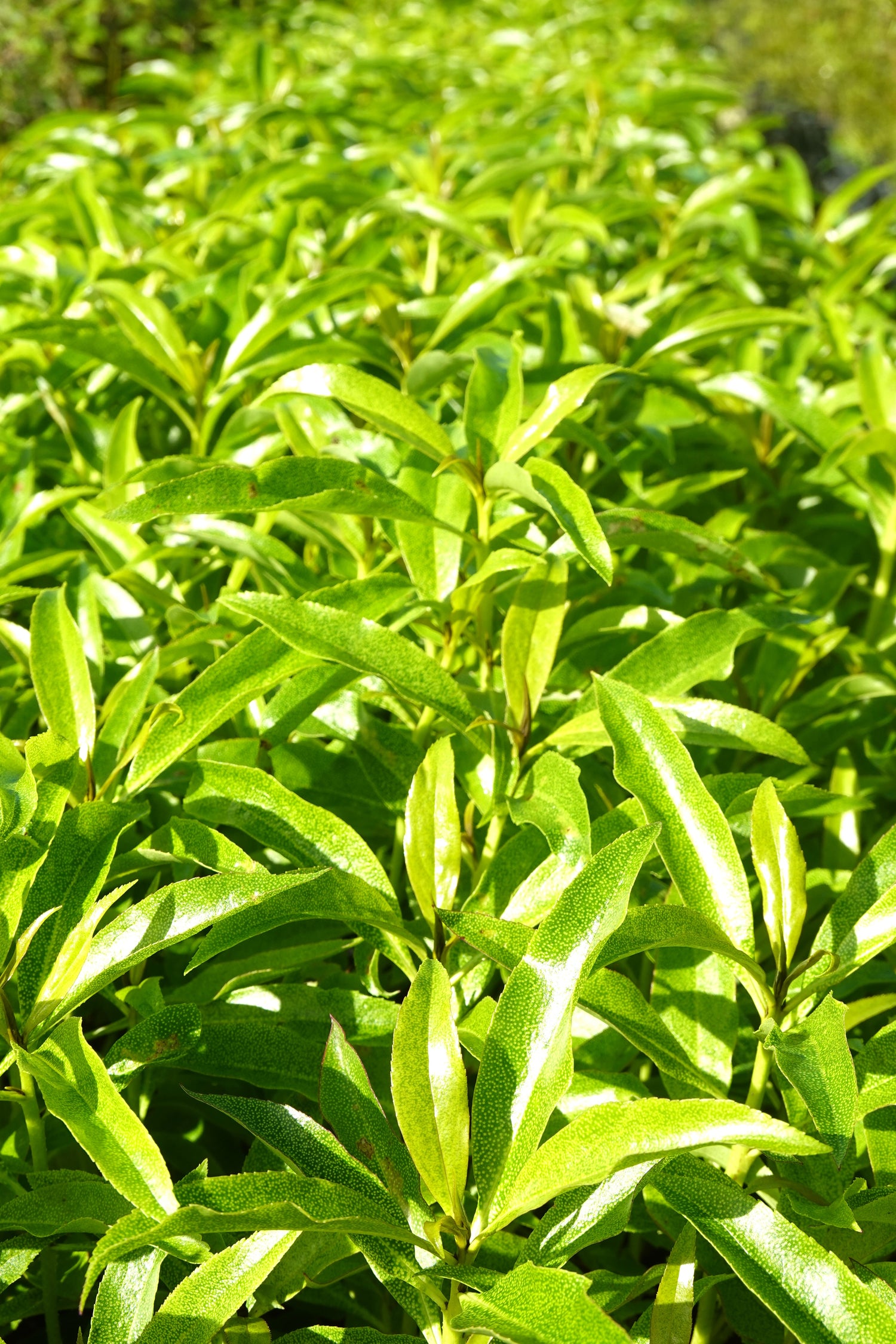 Ngaio, Myoporum laetum