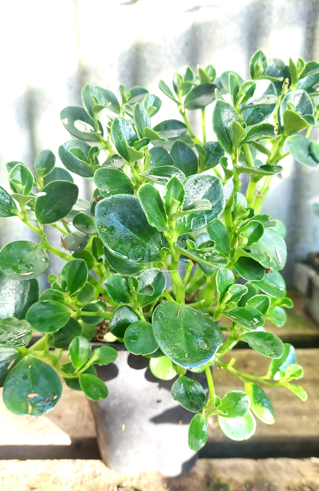 Peperomia urvilleana