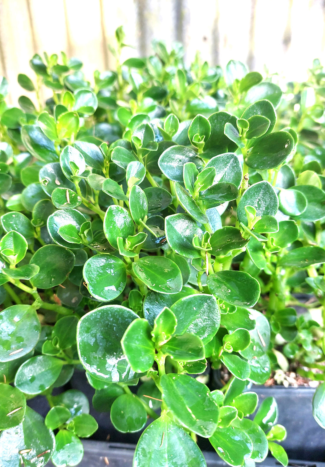 Peperomia urvilleana