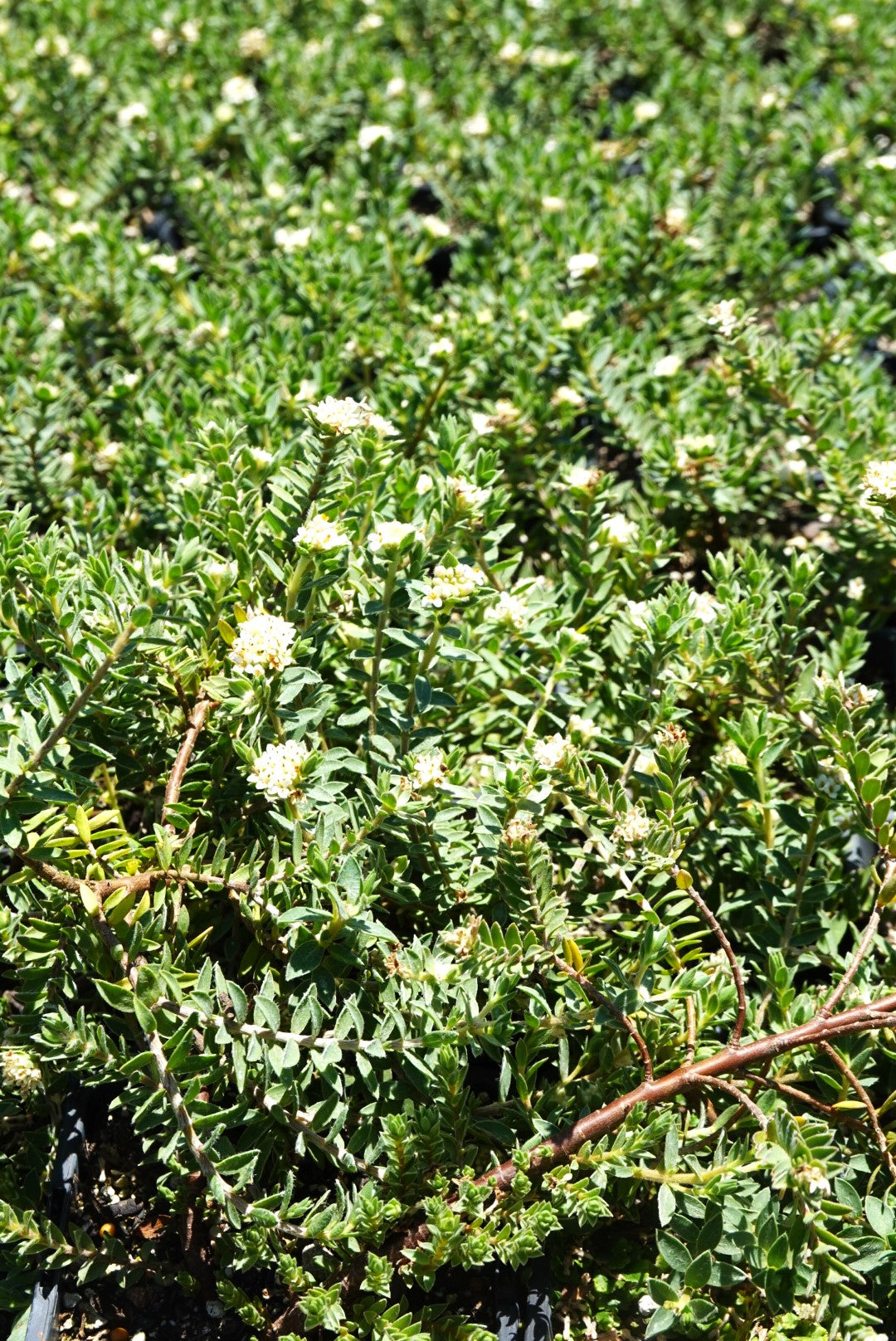 Pimelea villosa