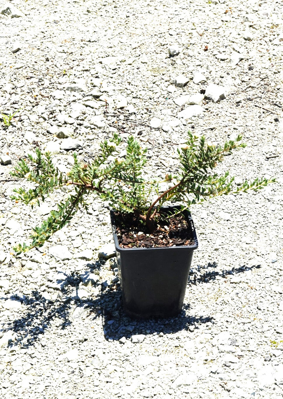 Pimelea villosa