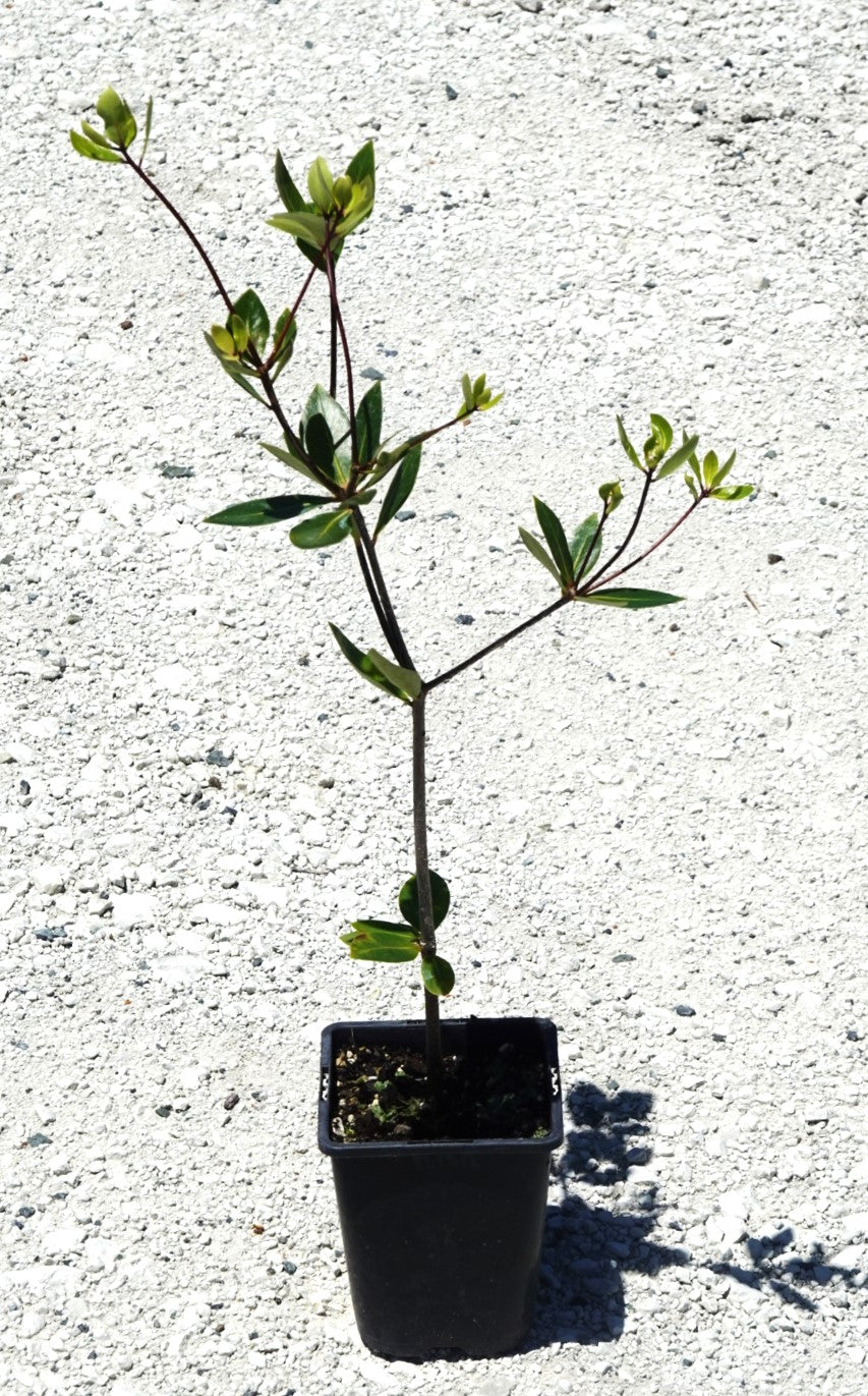 Tāwhiri Karo, Pittosporum cornifolium