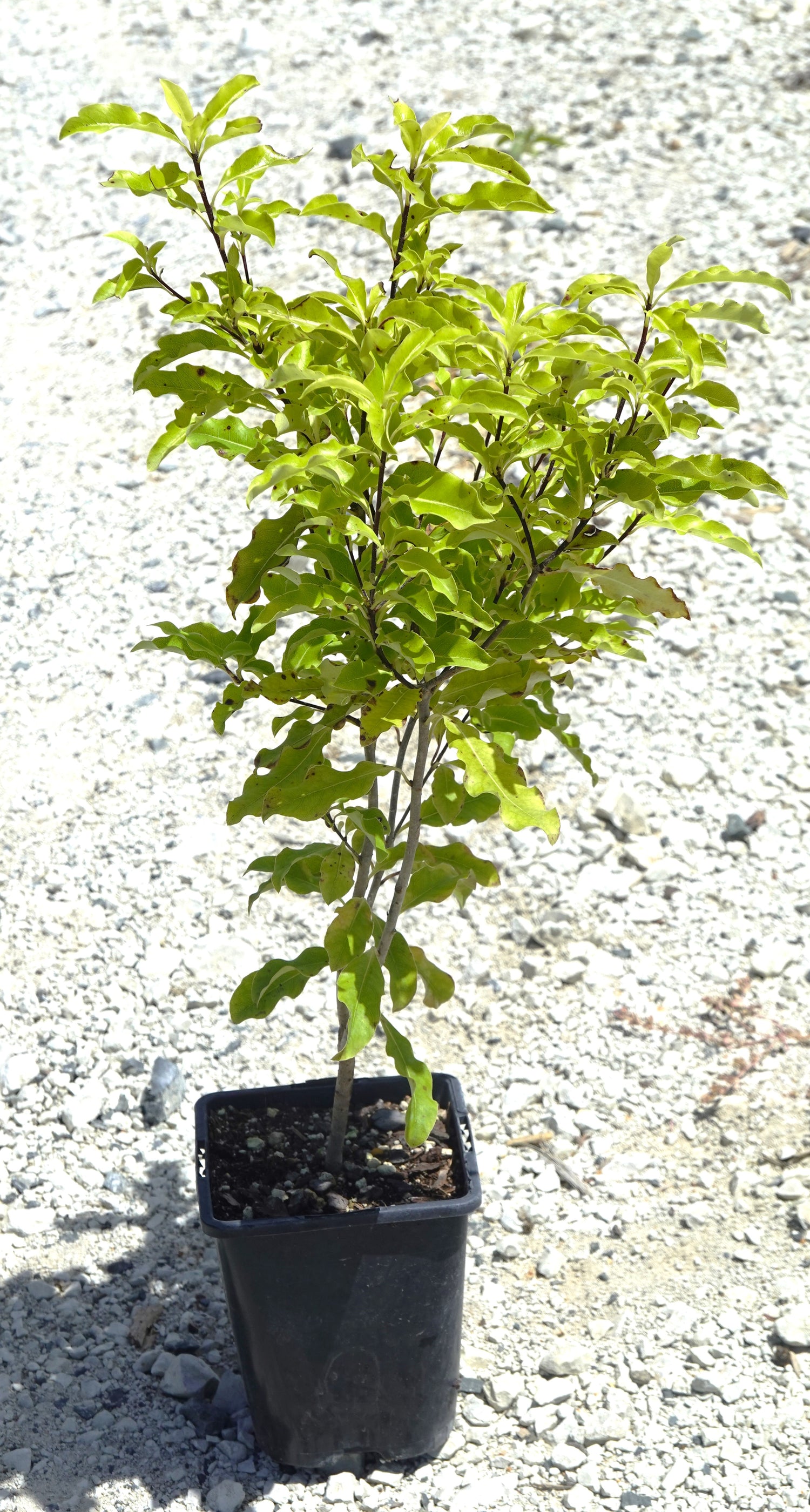 Tarata, Lemonwood, Pittosporum eugenoides