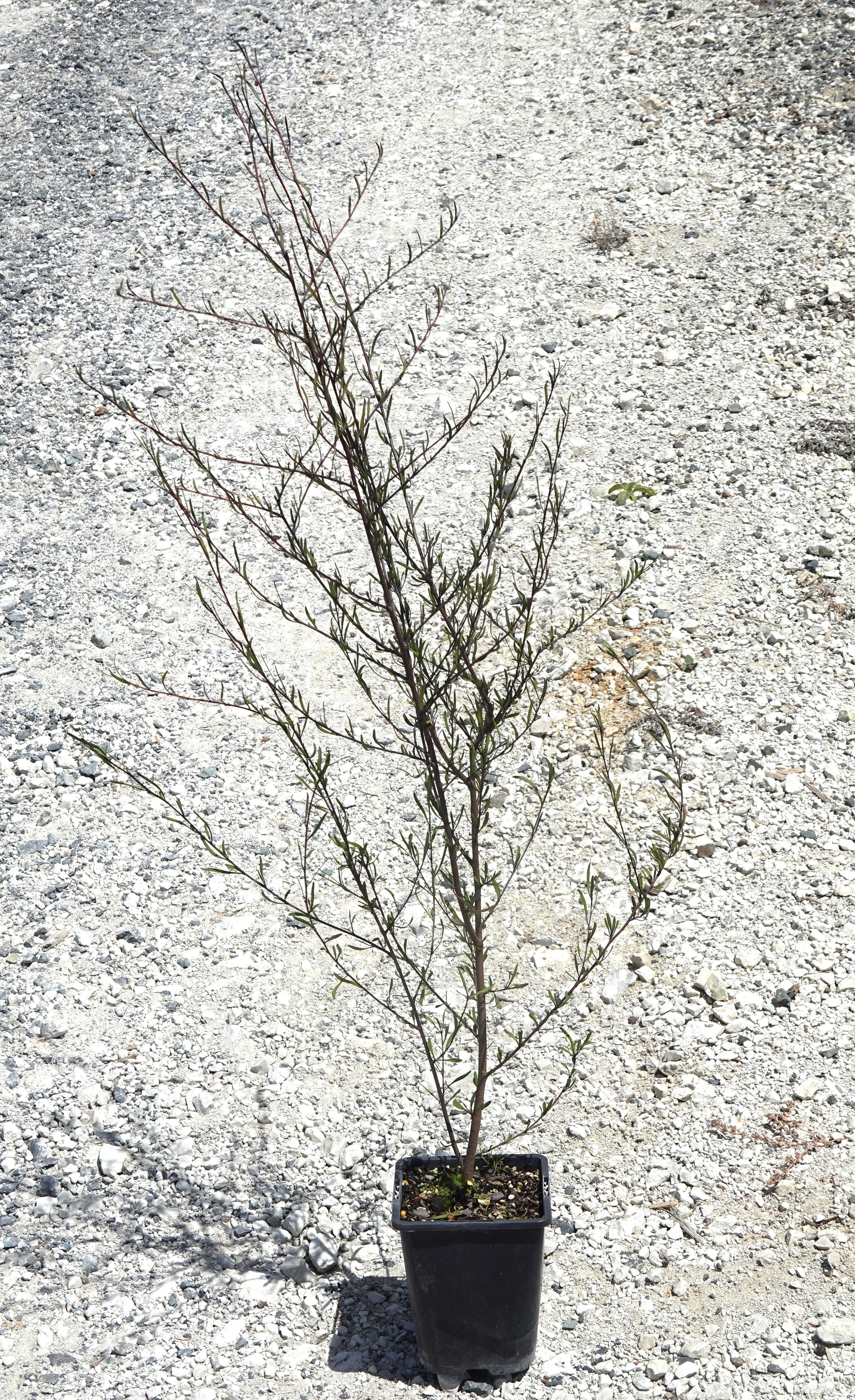 Saltmarsh Ribbonwood, Plagianthus divaricatus