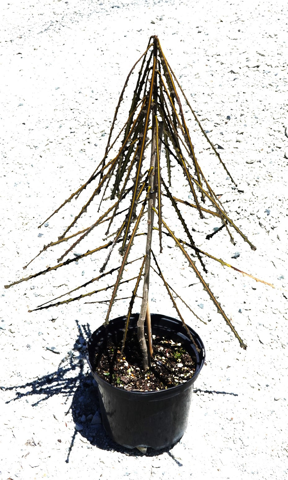 Toothed Lancewood, Pseudopanax ferox