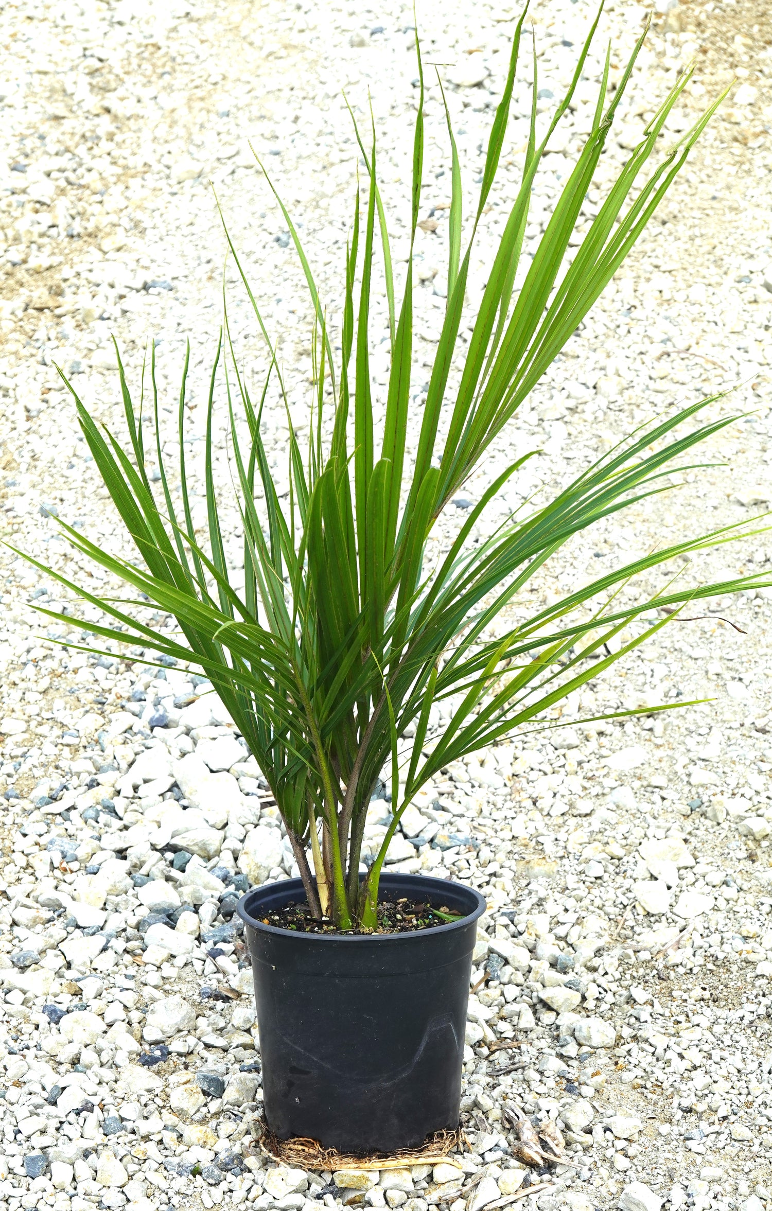 Nīkau, Rhopalostylis sapida