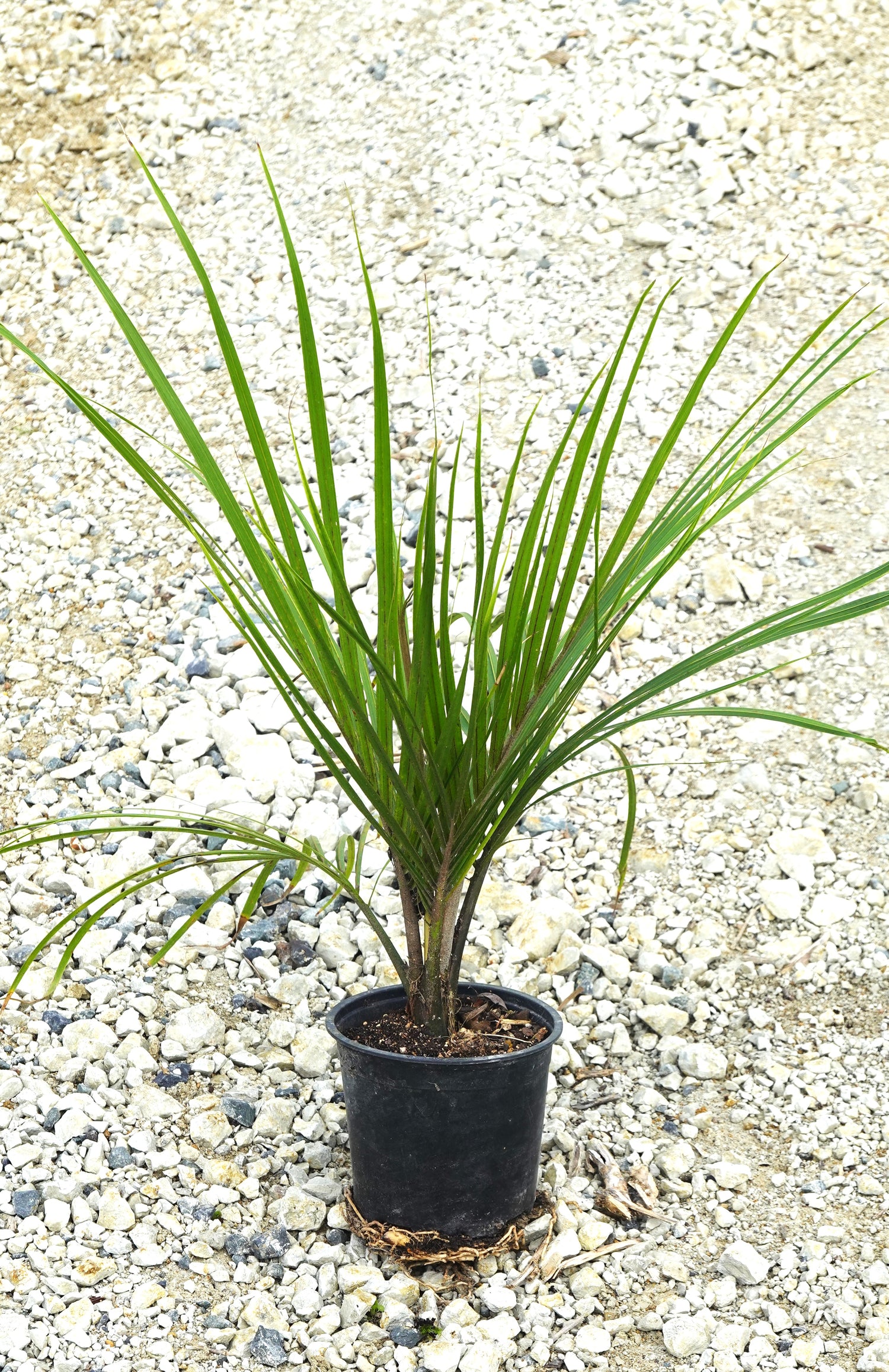 Nīkau, Rhopalostylis sapida