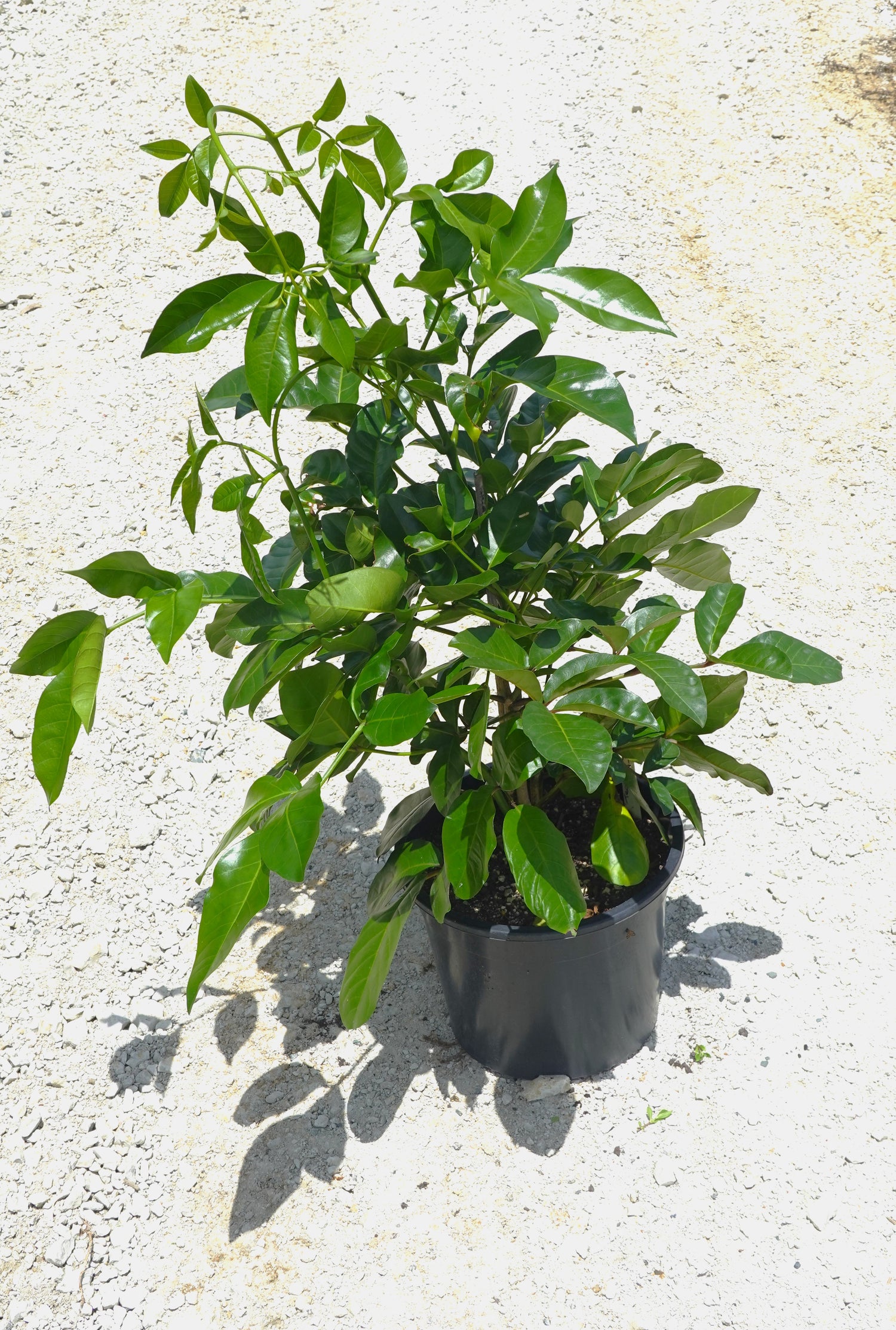 Akapukaea, Three Kings Vine, Tecomanthe speciosa
