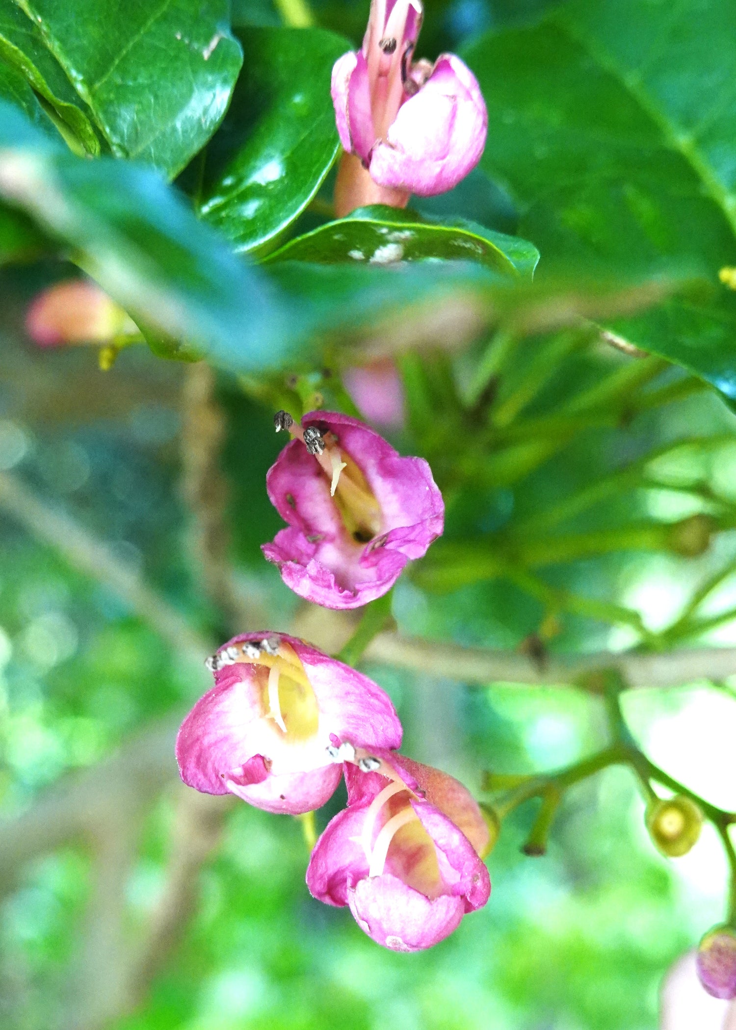 Pūriri, Vitex lucens