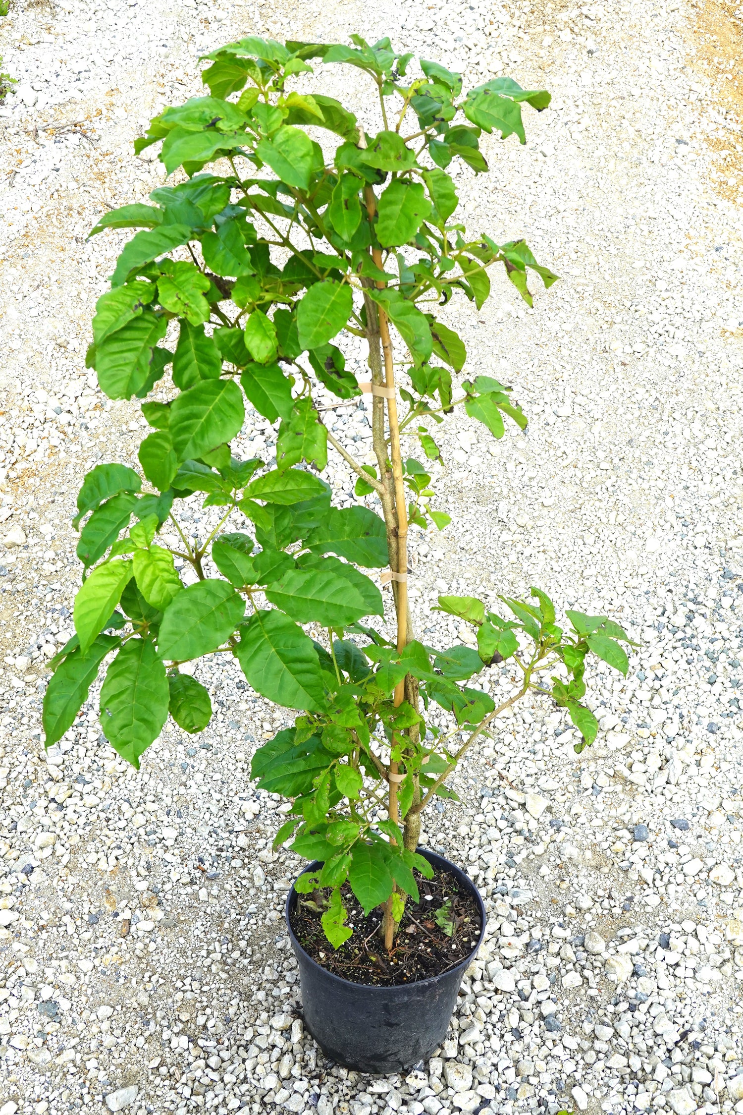 Pūriri, Vitex lucens