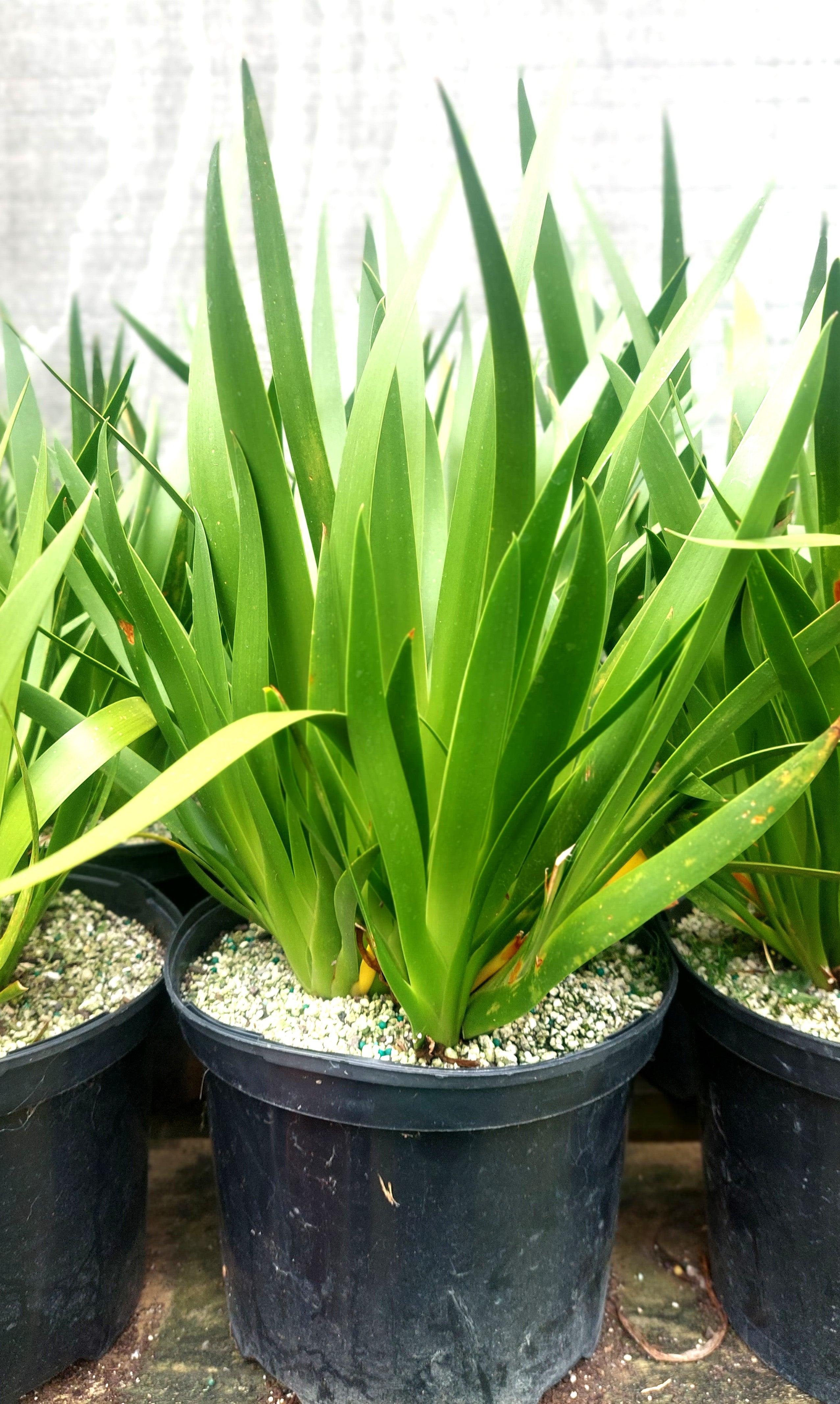 Poor Knights Lily, Xeronema callistemon