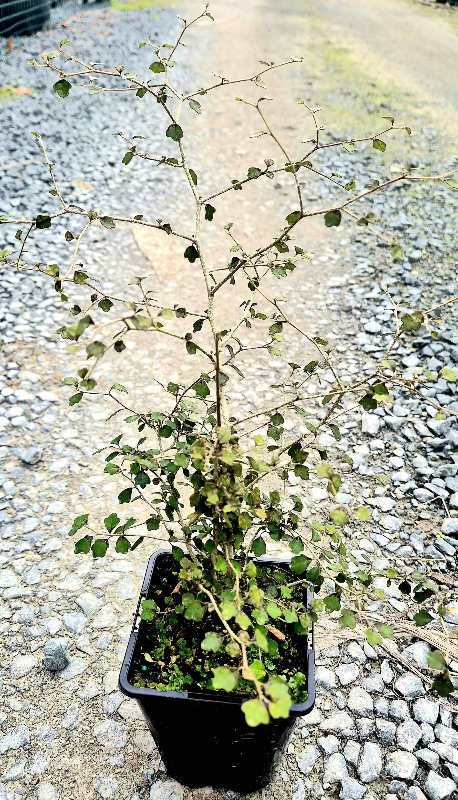 Kaikōmako, Pennantia corymbosa