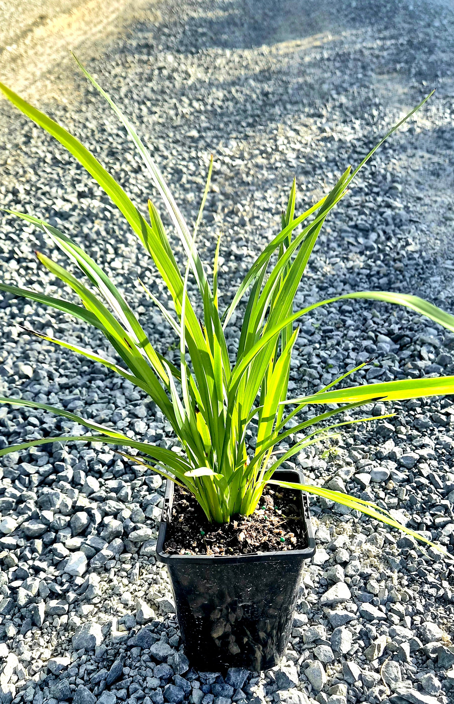 Turutu, NZ Blueberry, Dianella nigra