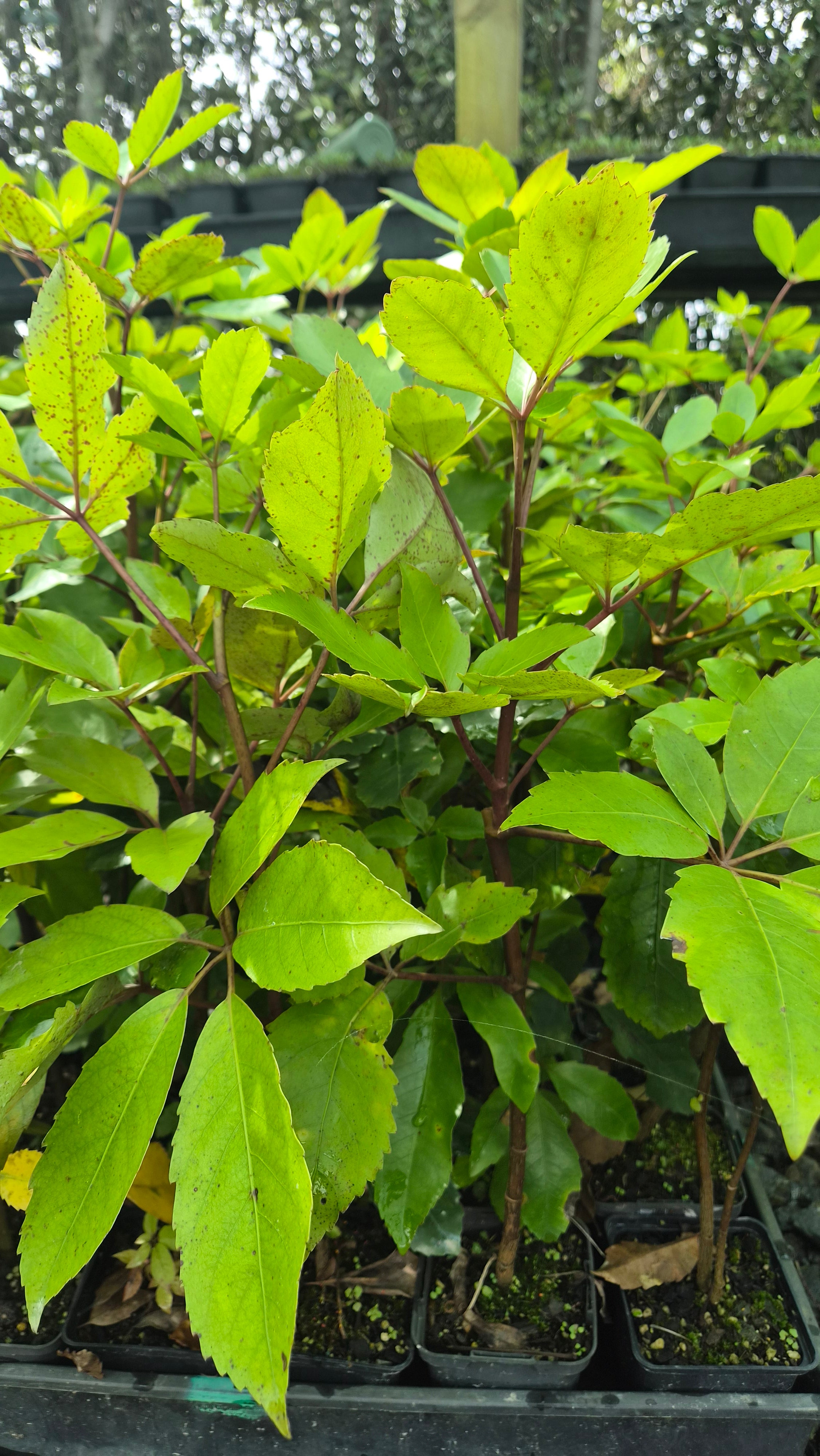 Whauwhaupaku, Five Finger, Pseudopanax arboreus