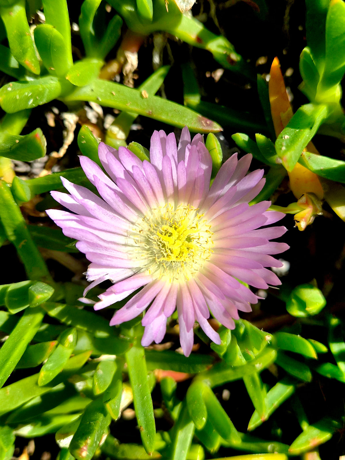 Native Ice Plant, Disphyma australe