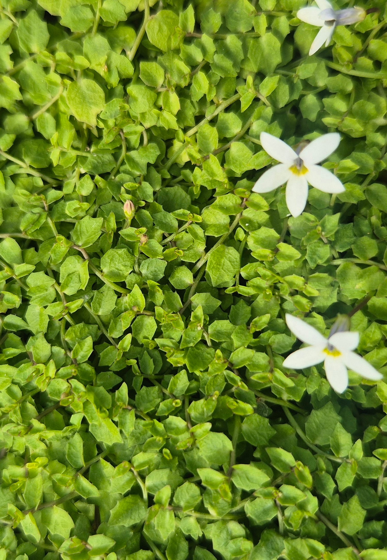Lobelia puberula alba