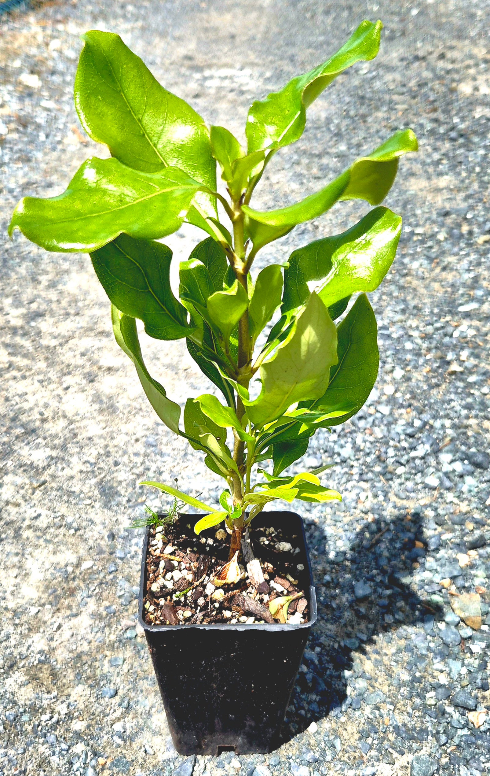 Coprosma macrocarpa, Coastal Karamū