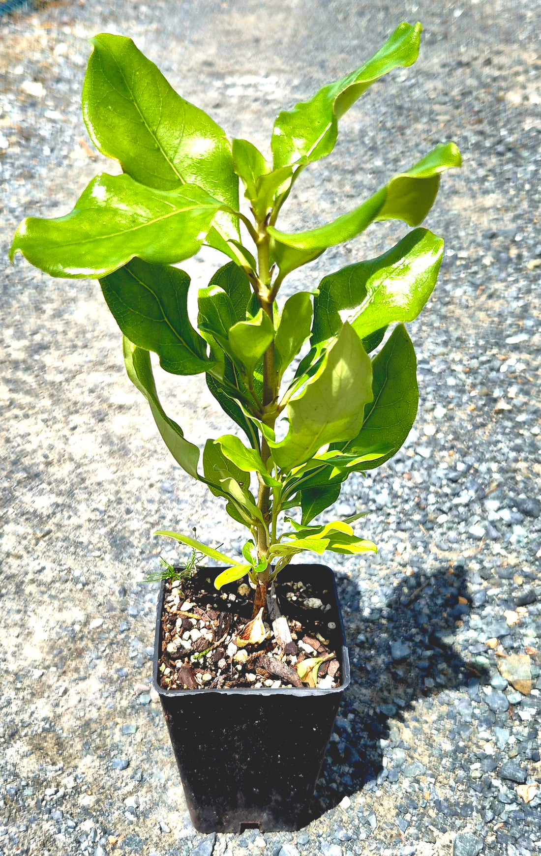 Coprosma macrocarpa, Coastal Karamū