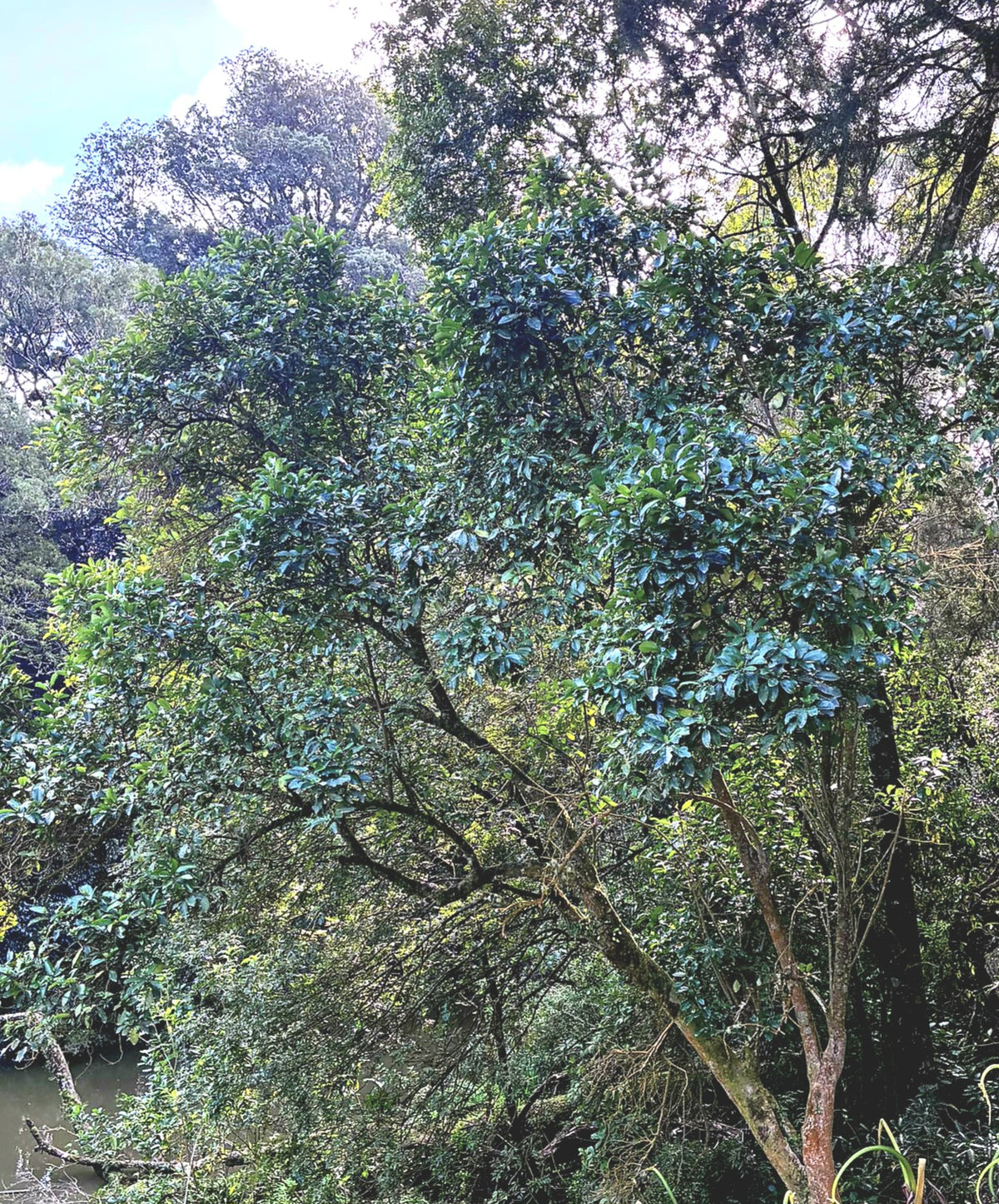 Kaikōmako, Pennantia corymbosa