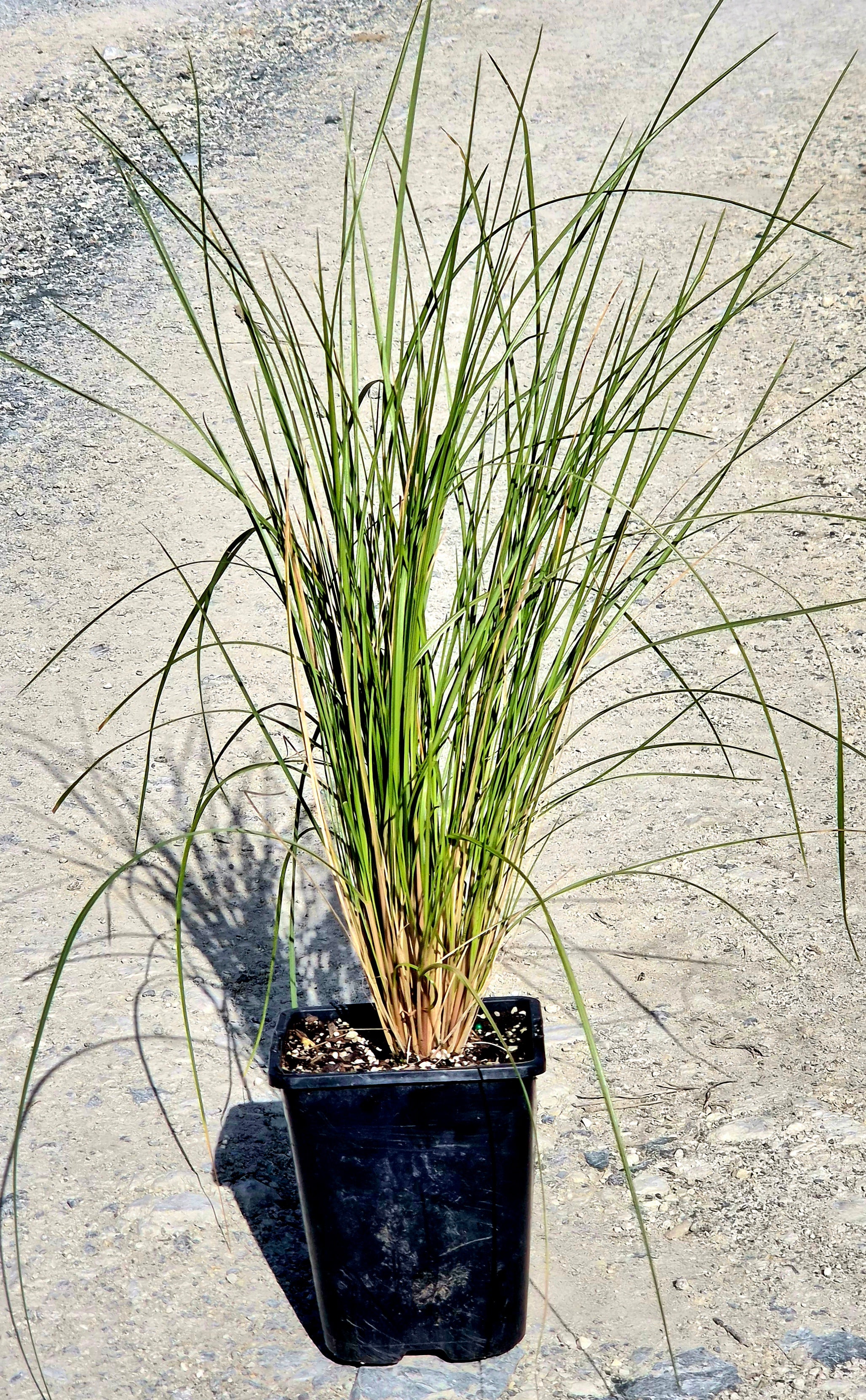 Wī, Silver Tussock, Poa cita