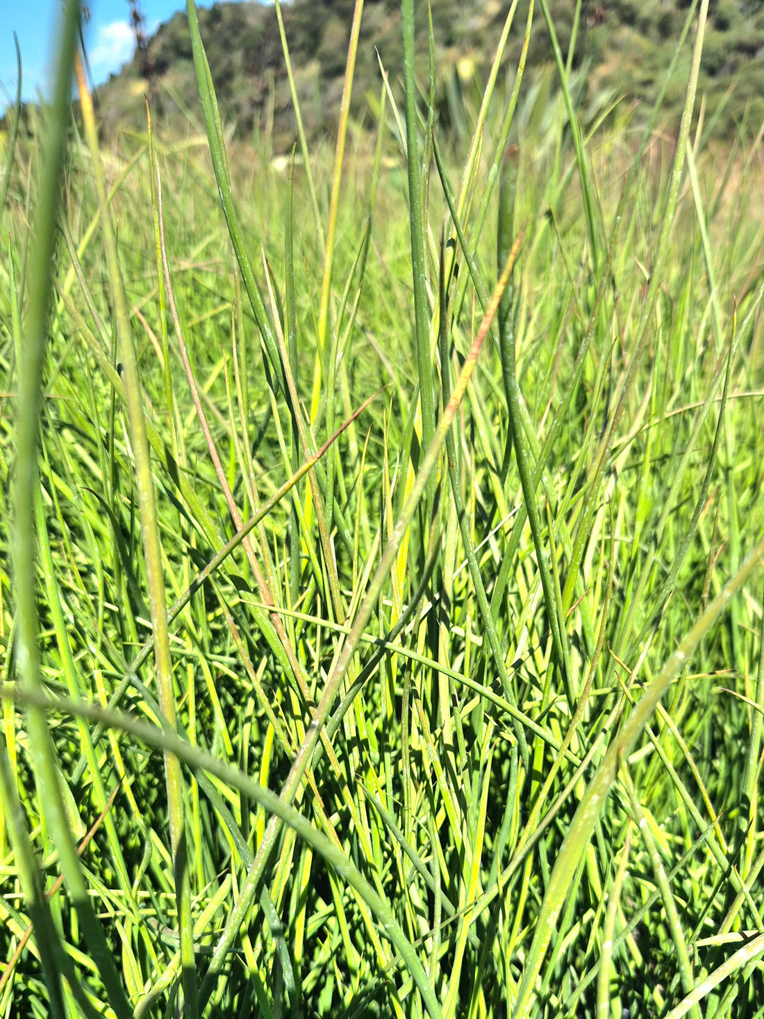 Giant Rush, Juncus pallidus