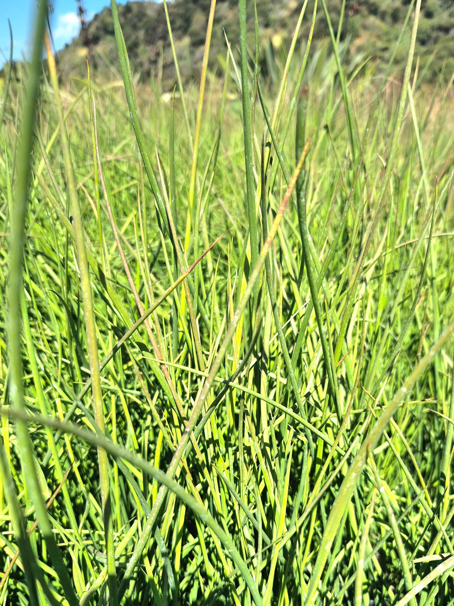 Giant Rush, Juncus pallidus