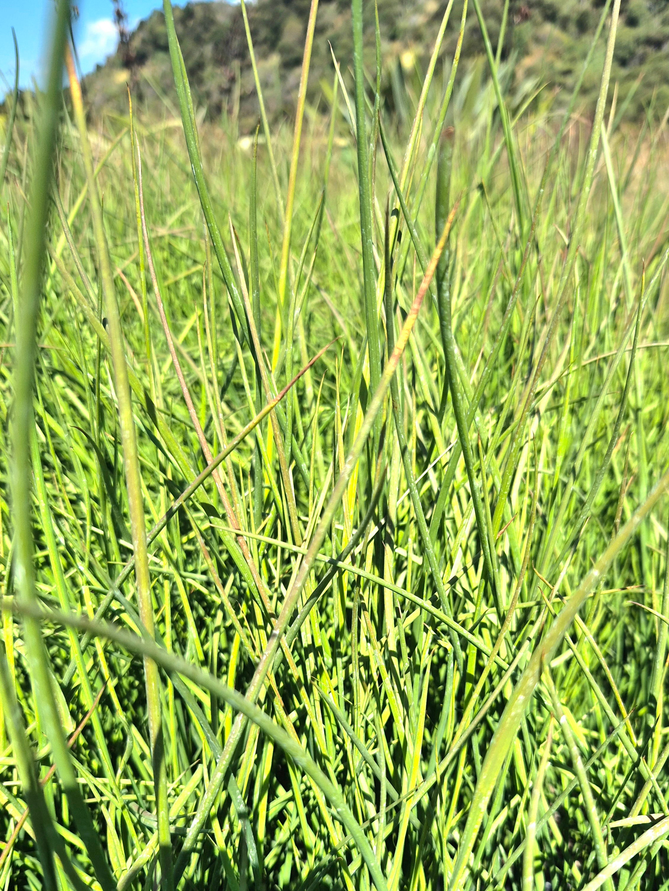 Giant Rush, Juncus pallidus