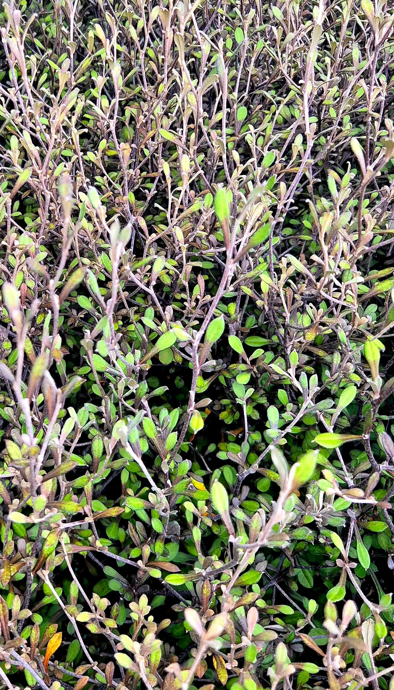 Corokia Hedging