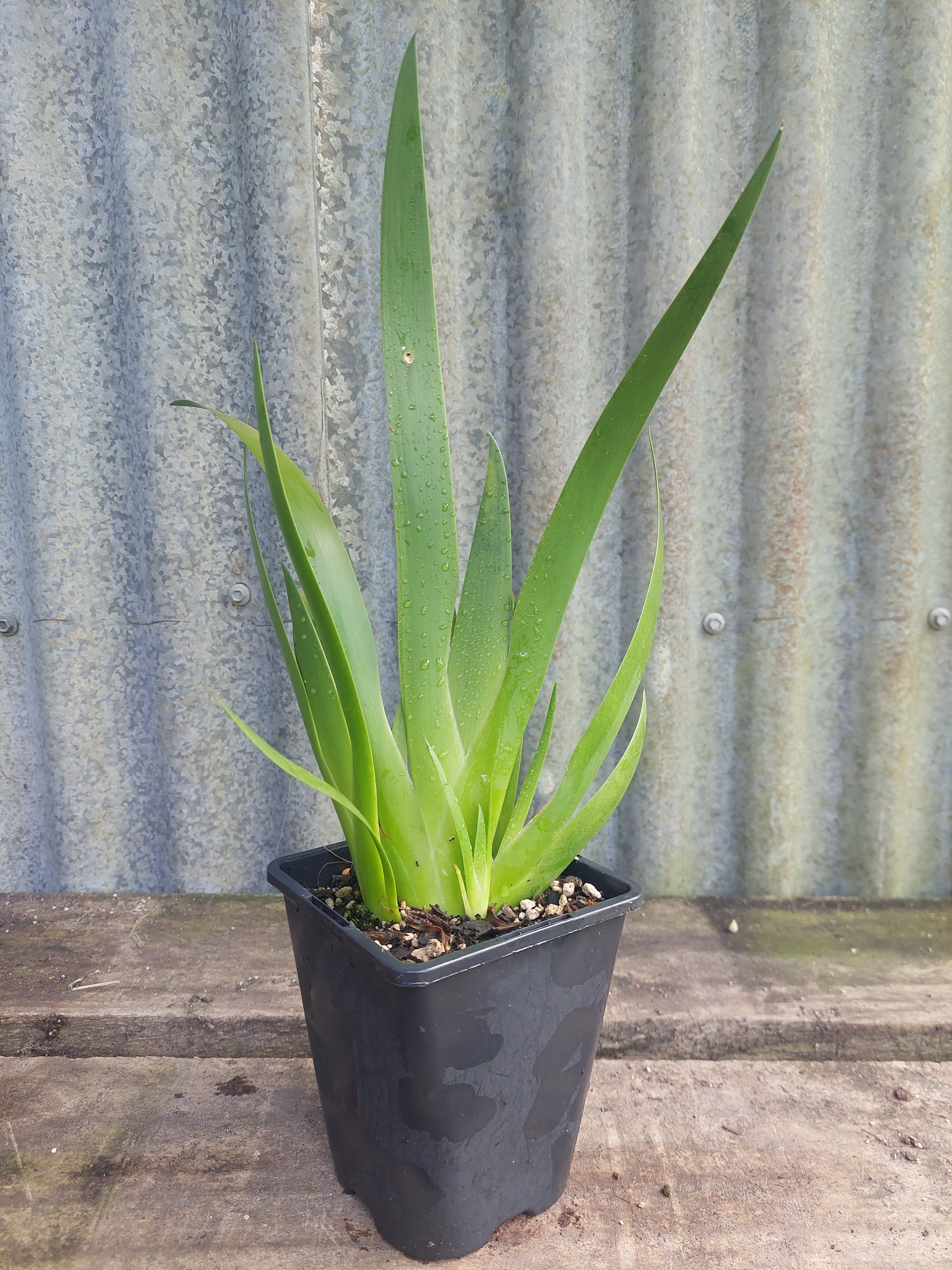 Poor Knights Lily, Xeronema callistemon