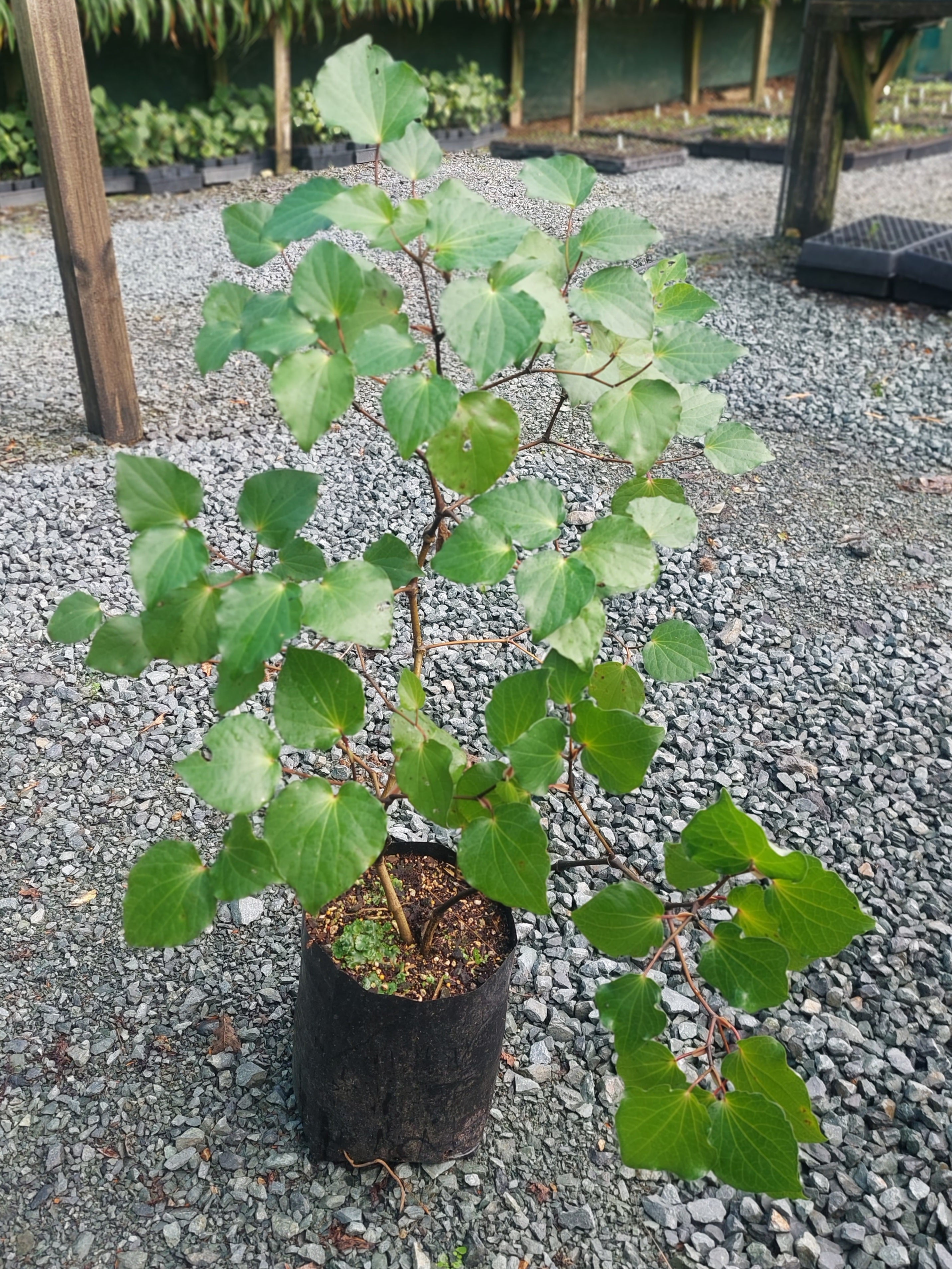 Kawakawa, Macropiper excelsum