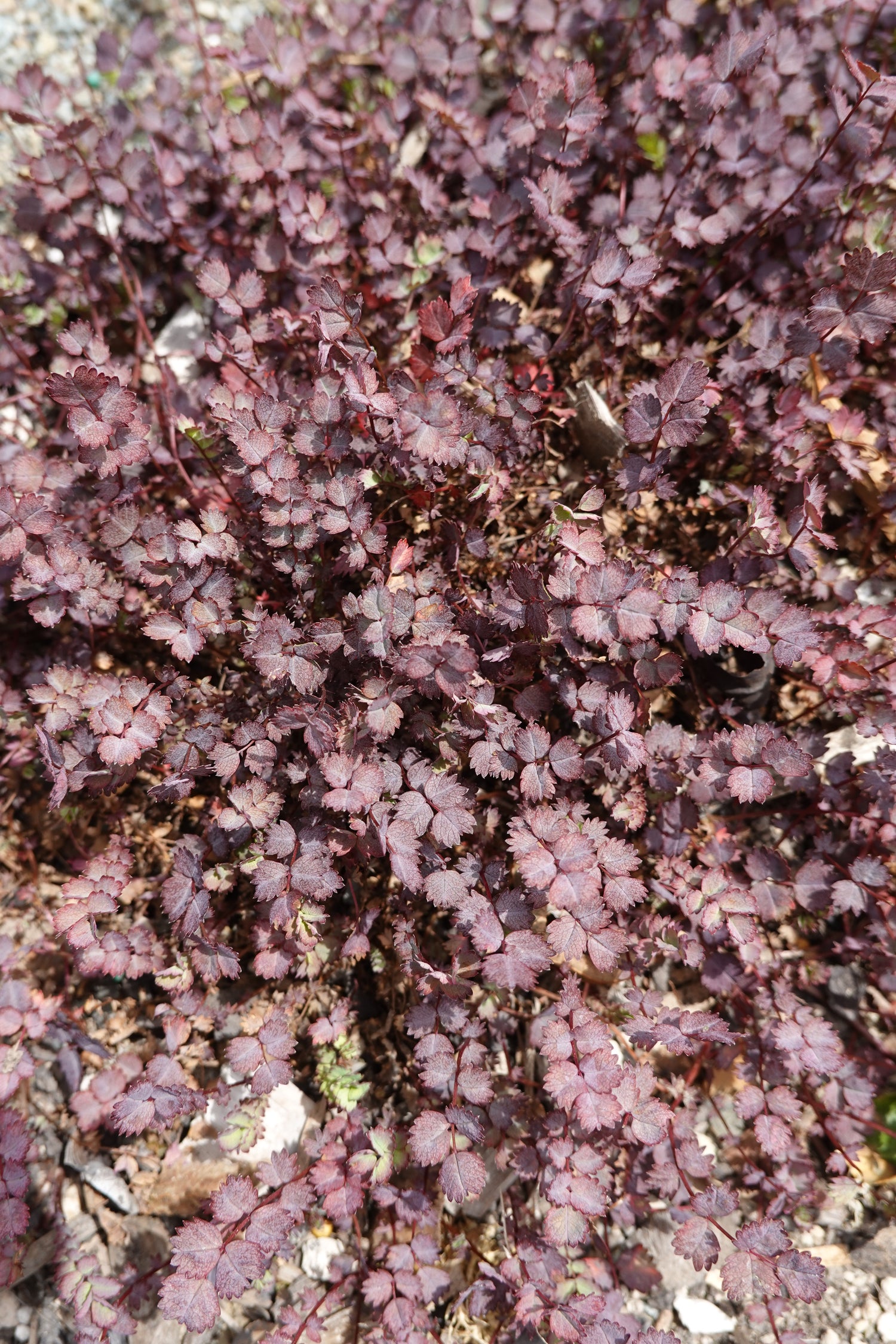 Purple Bidibidi, Acaena inermis purpurea