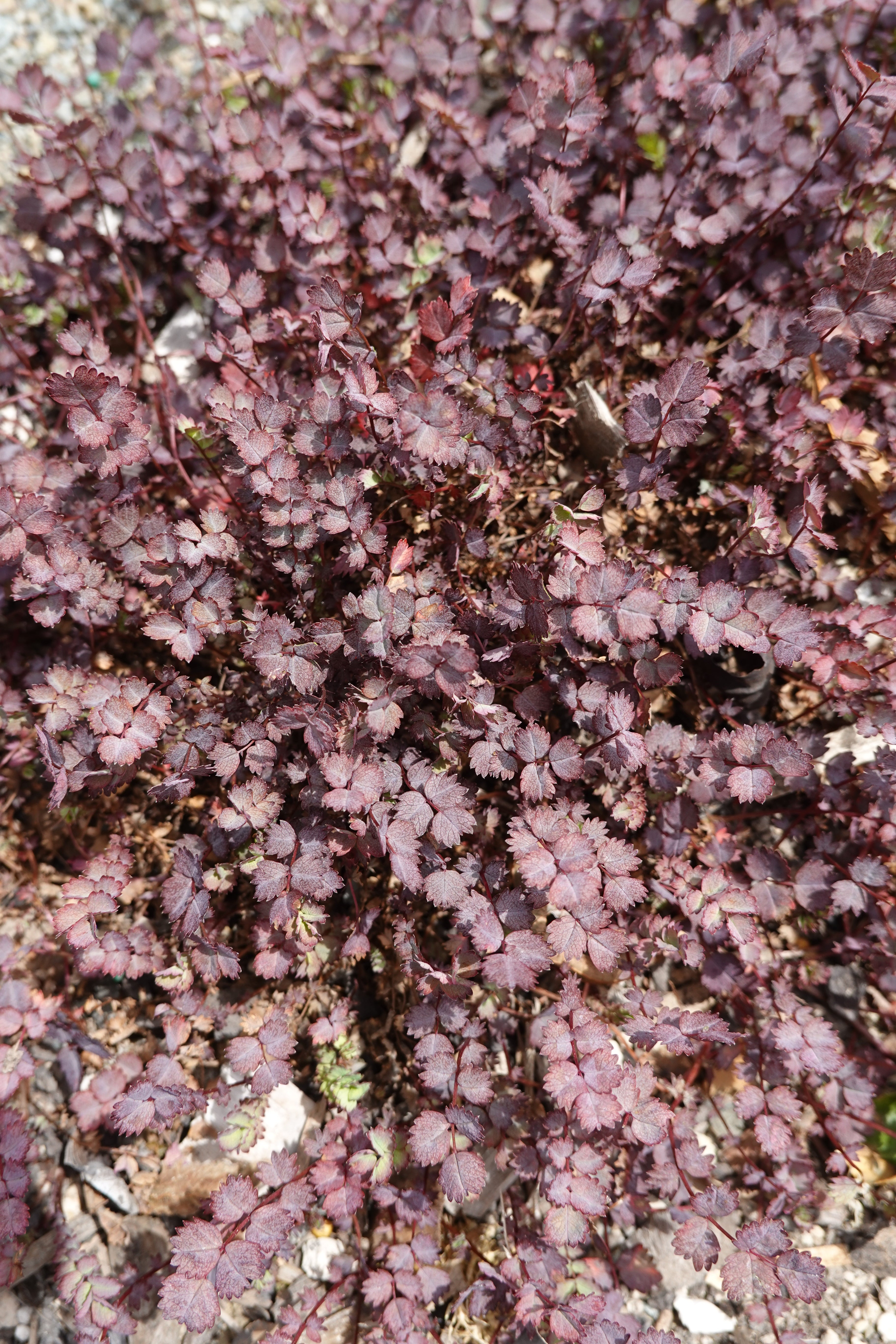 Purple Bidibidi, Acaena inermis purpurea
